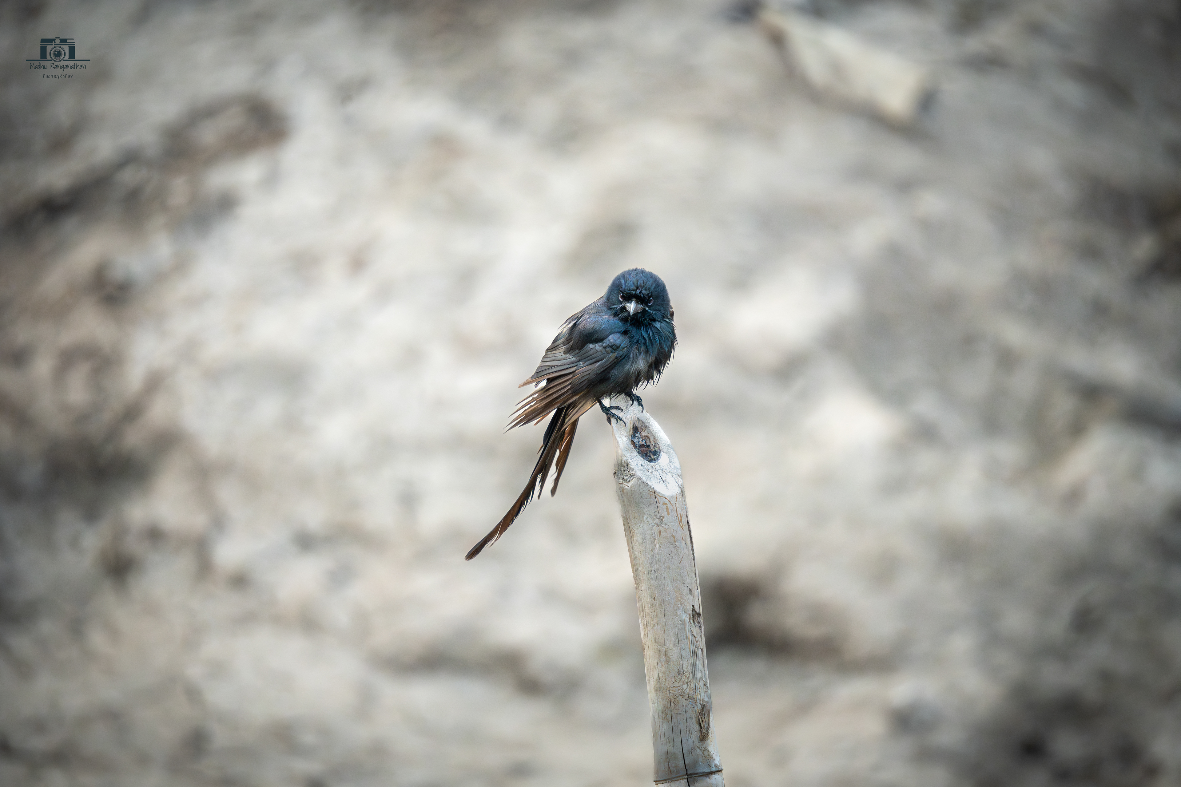 Black Drongo