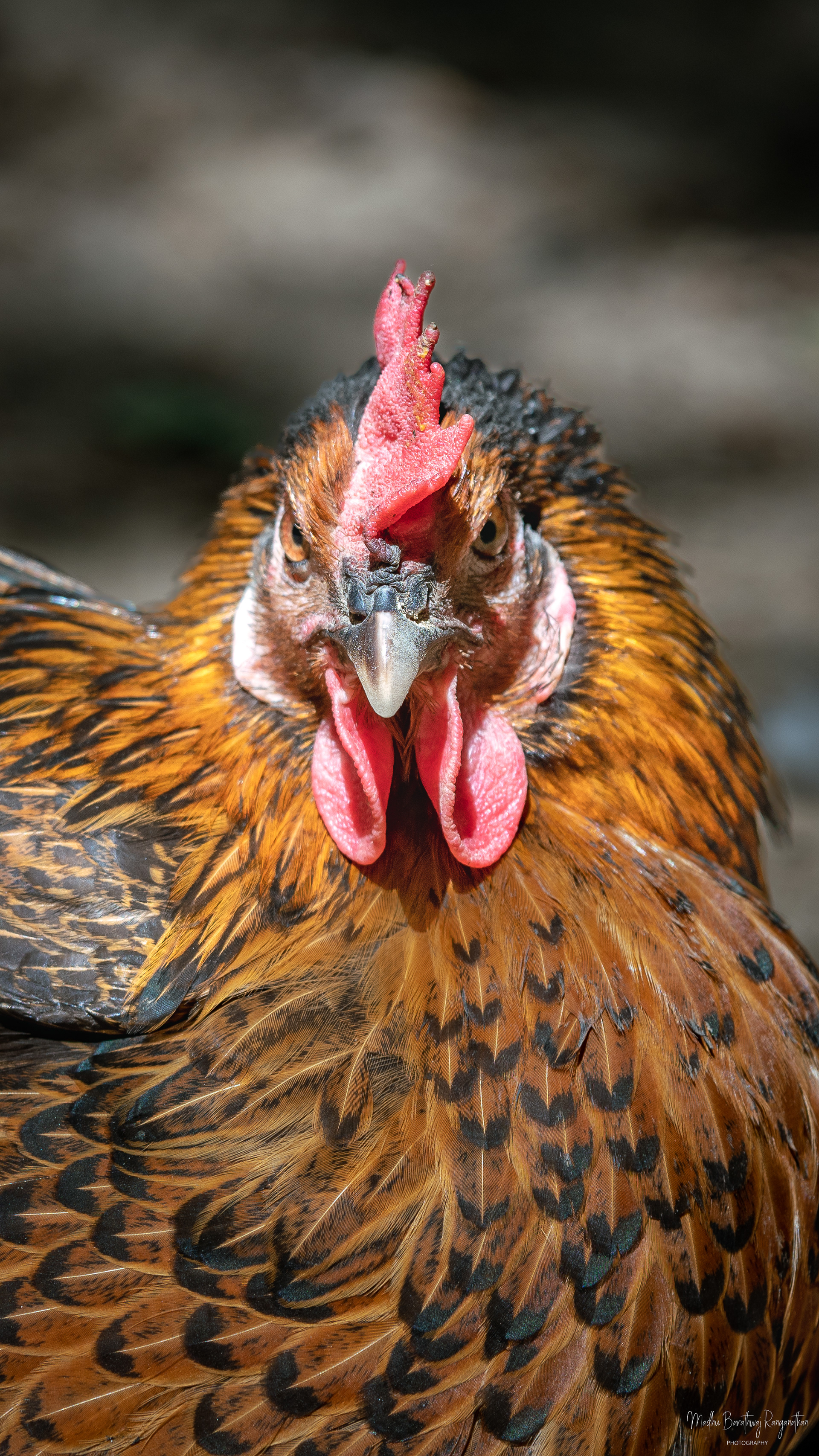 Adult Rooster, Warsaw, Poland
