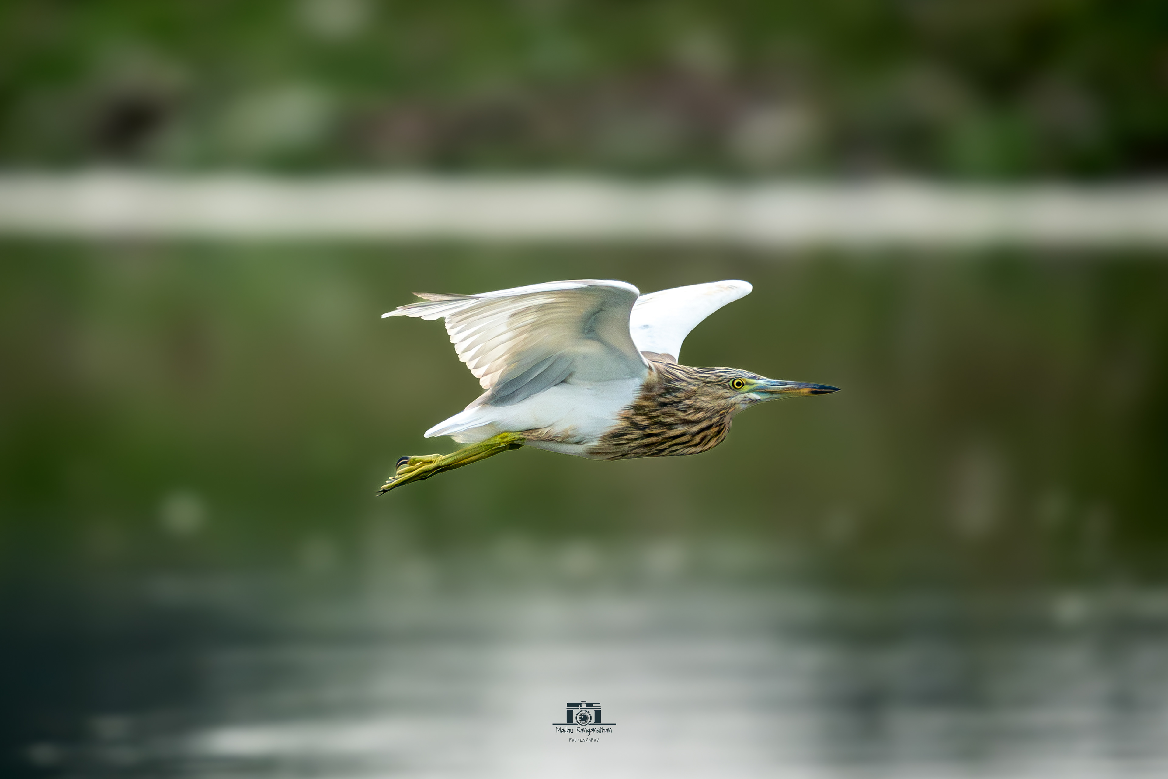 Squacco Heron