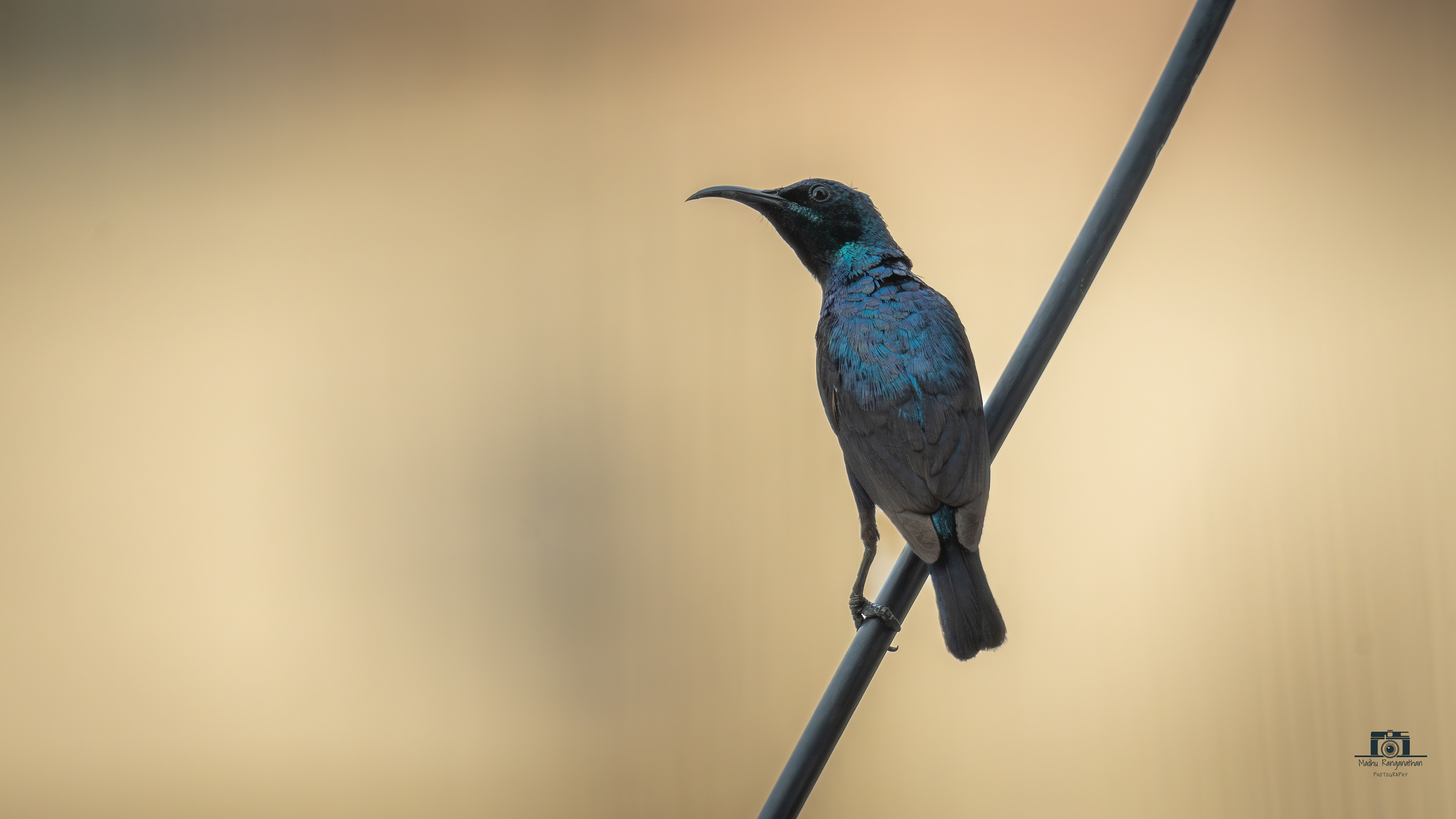 Purple Sunbird