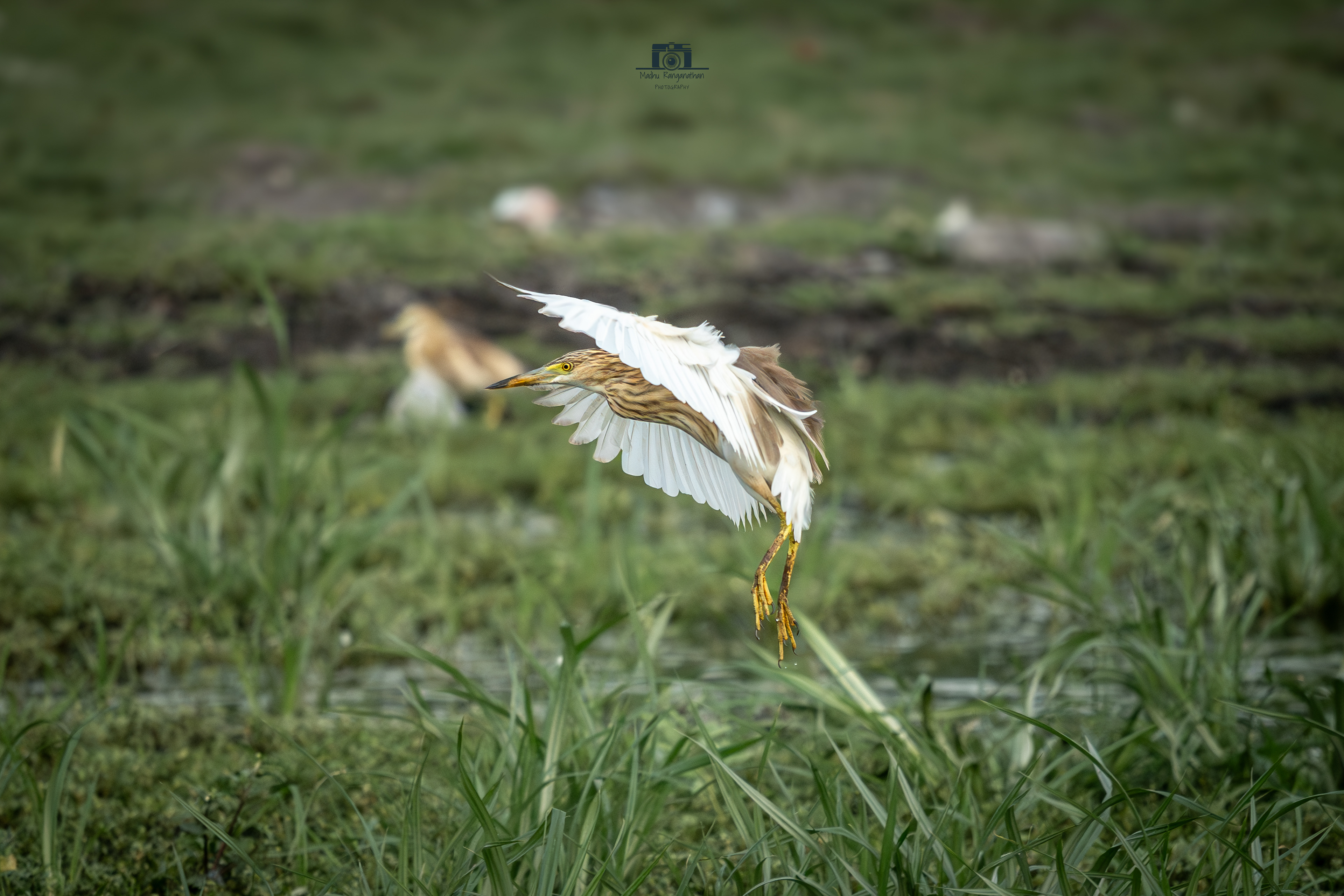 Squacco Heron