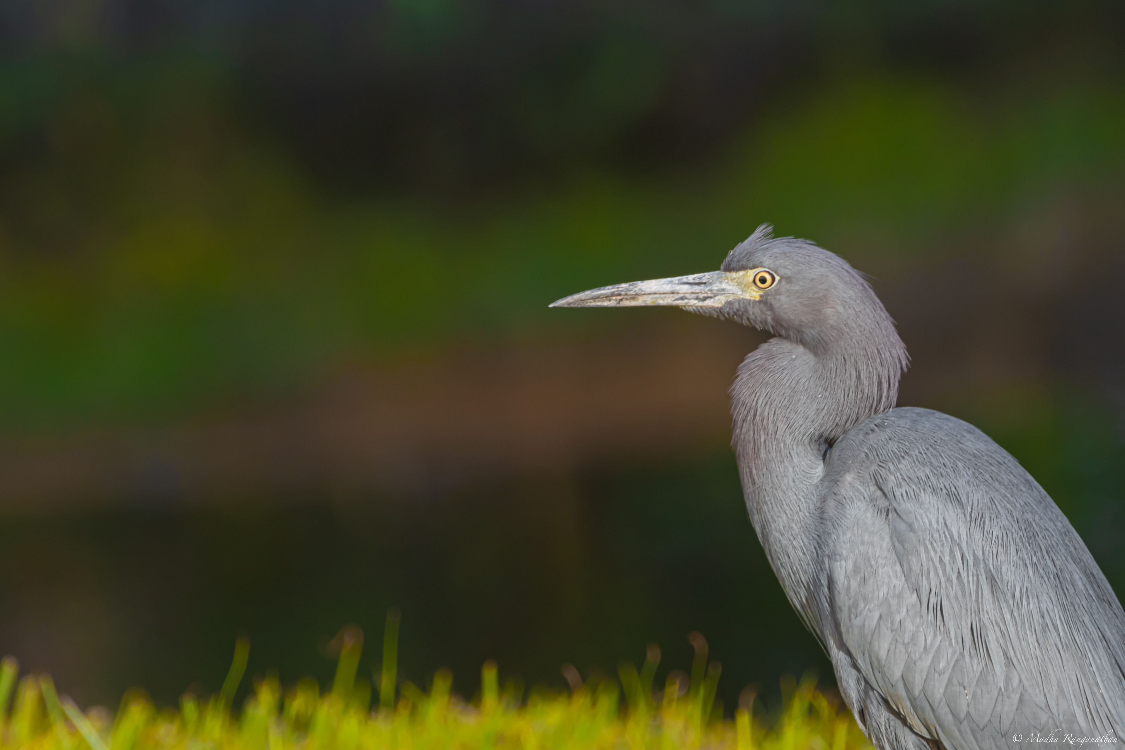 Blue Heron, Florida , US
