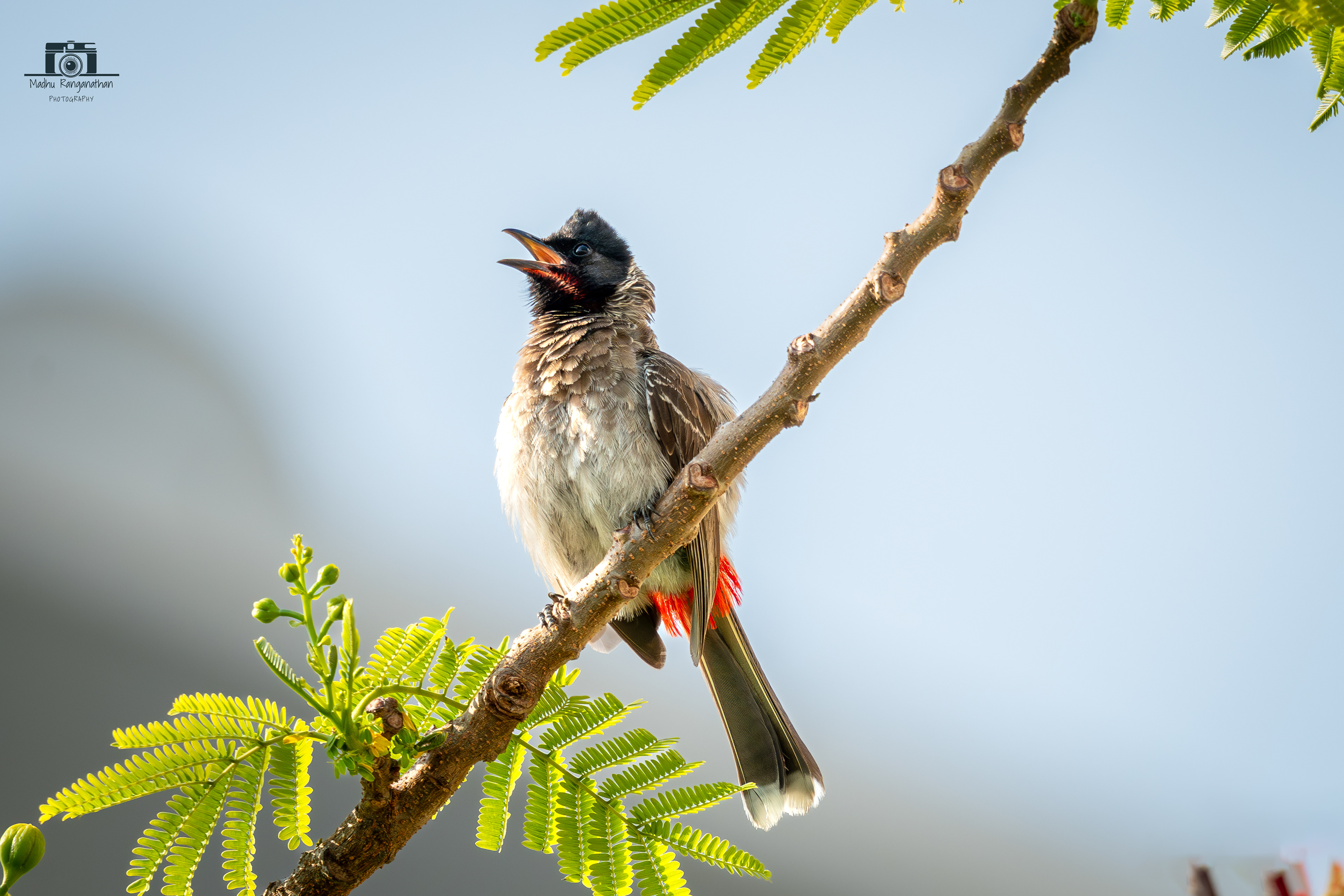 Red-vented bulbul