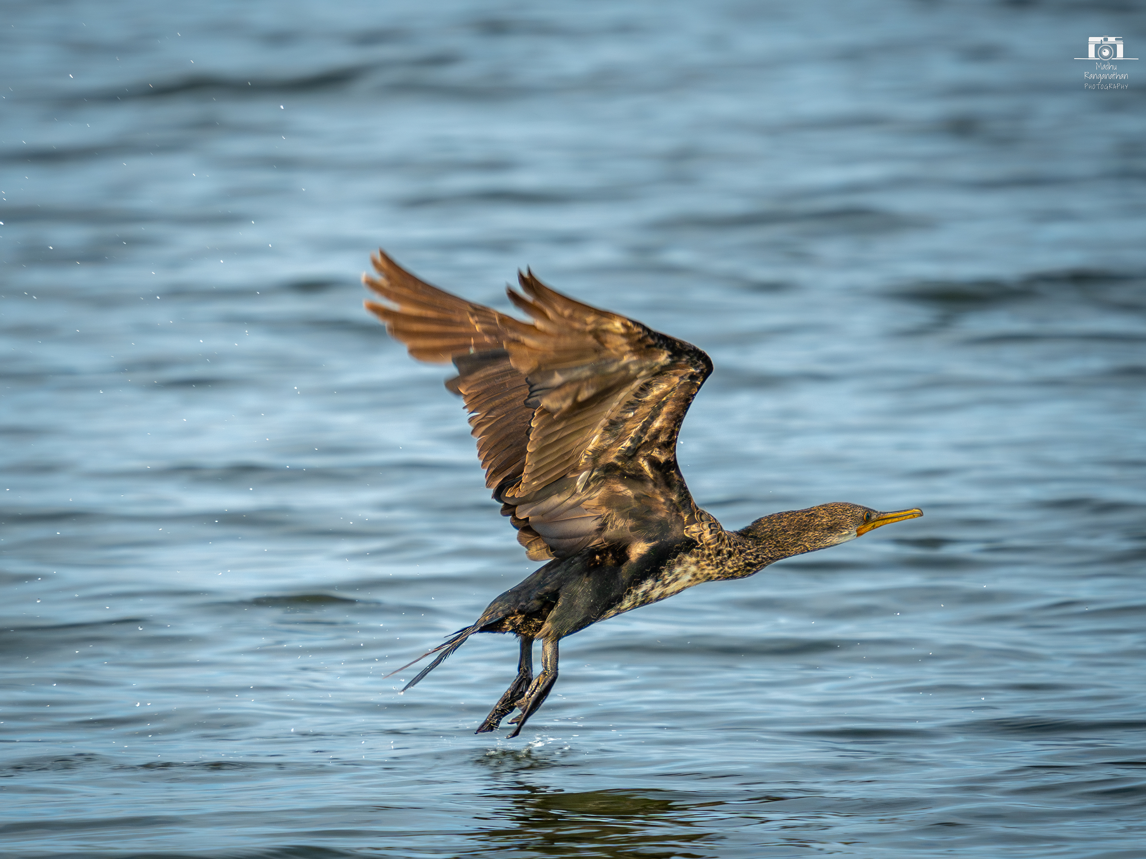 Cormorant