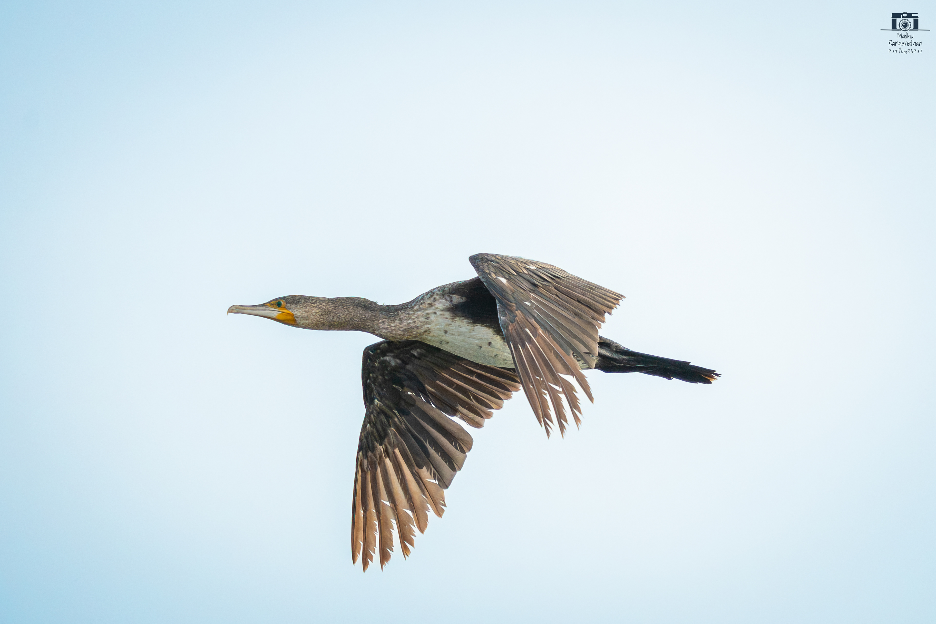Cormorant