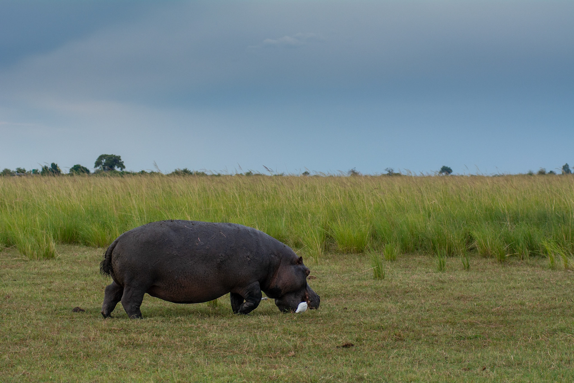 Okavango Delta, Botswana