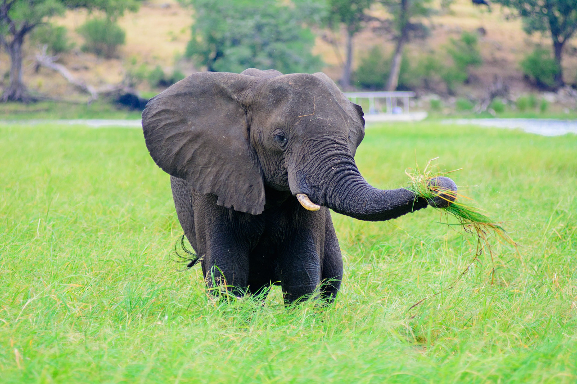 Okavango Delta, Botswana
