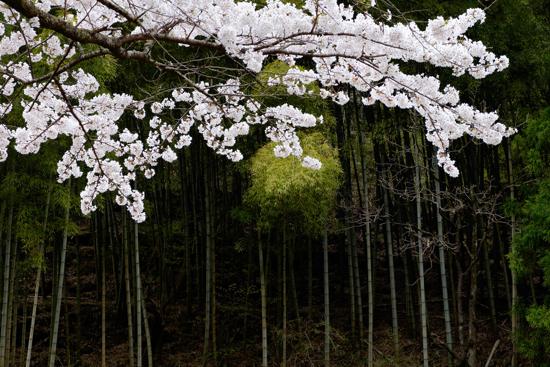 On the Nakasendo Way