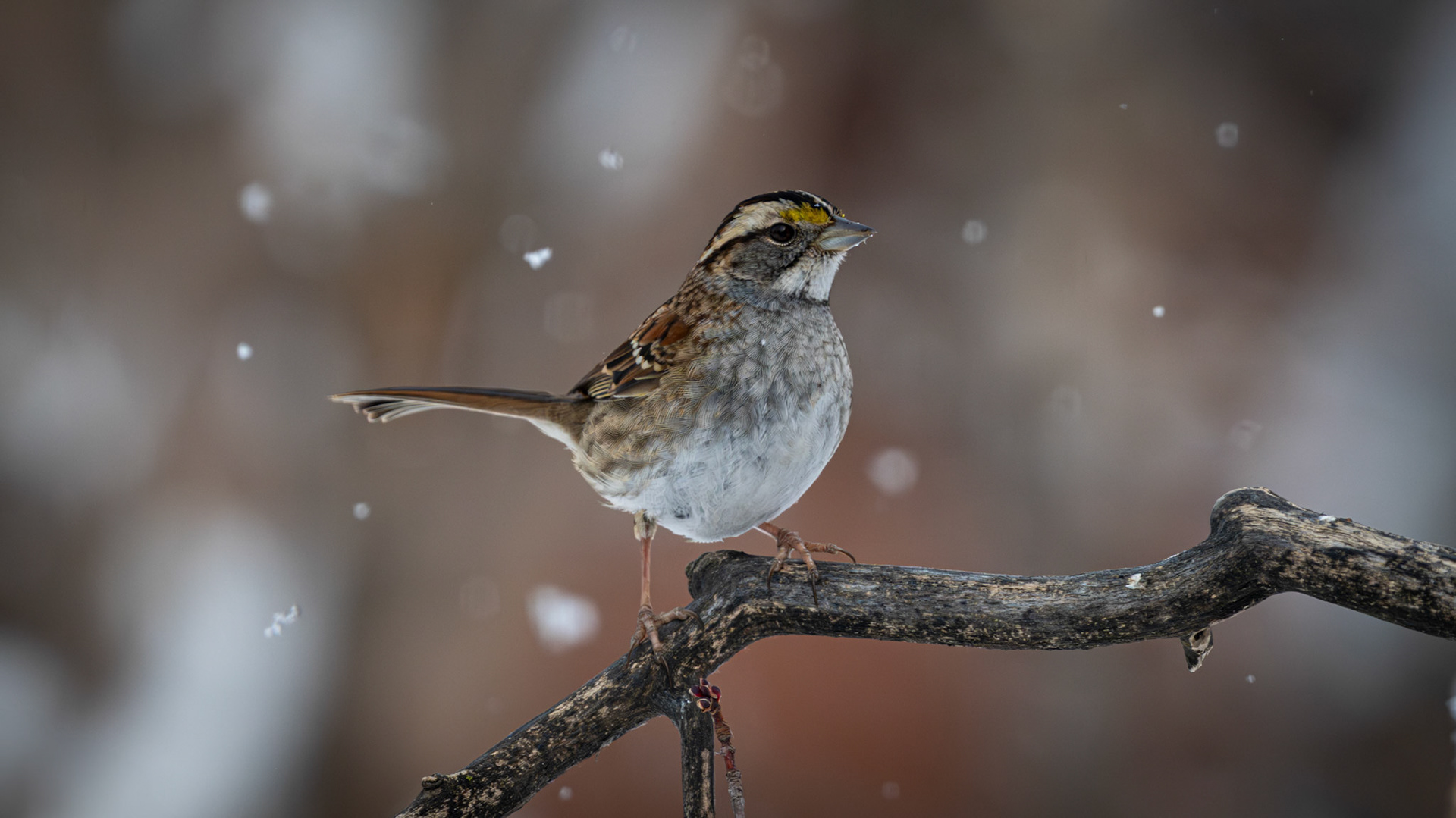 Bruant è gorge blanche