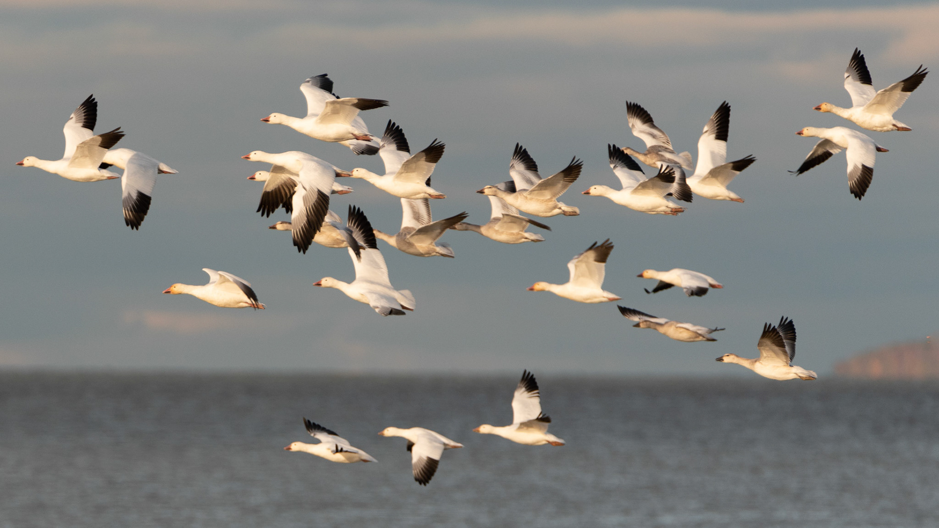 Envolée d'oies des neiges