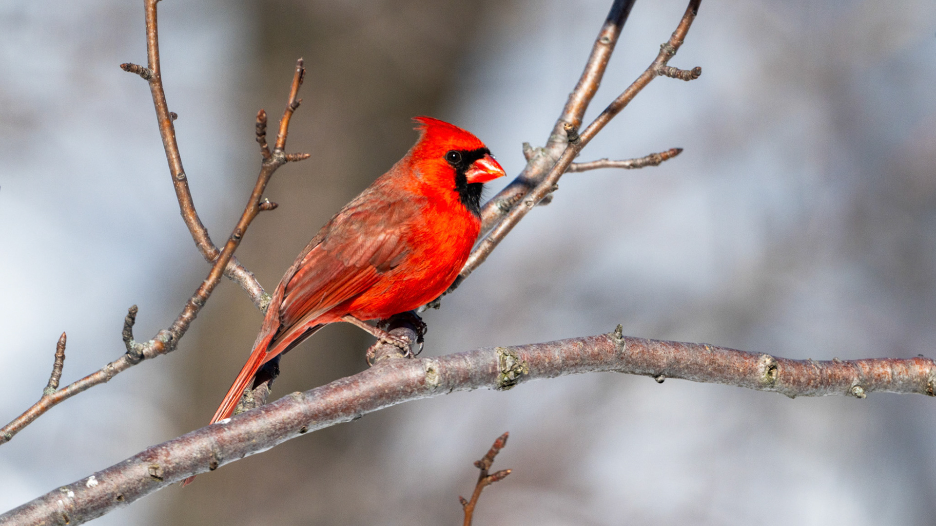 Cardinal rouge