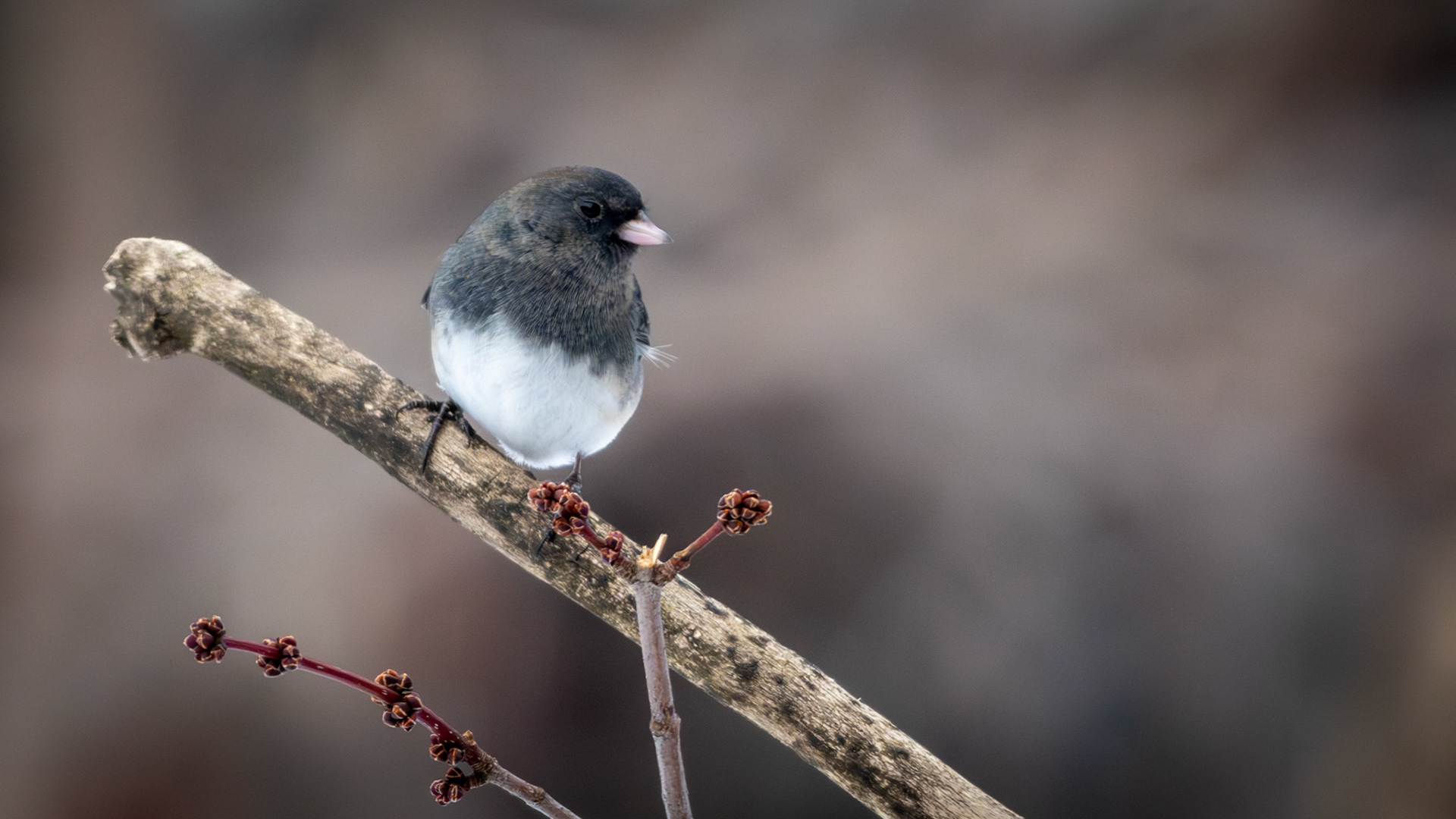 Junco ardoisé