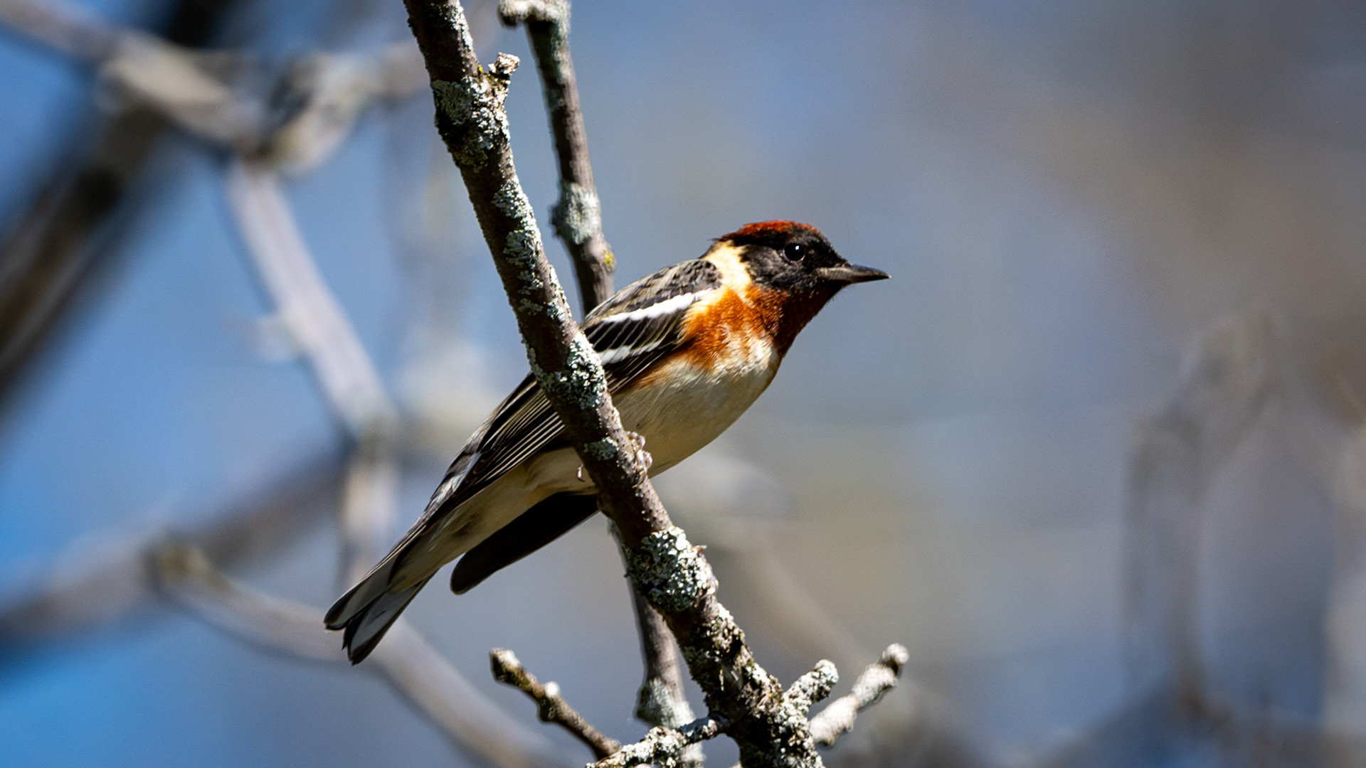 Paruline à poitrine baie