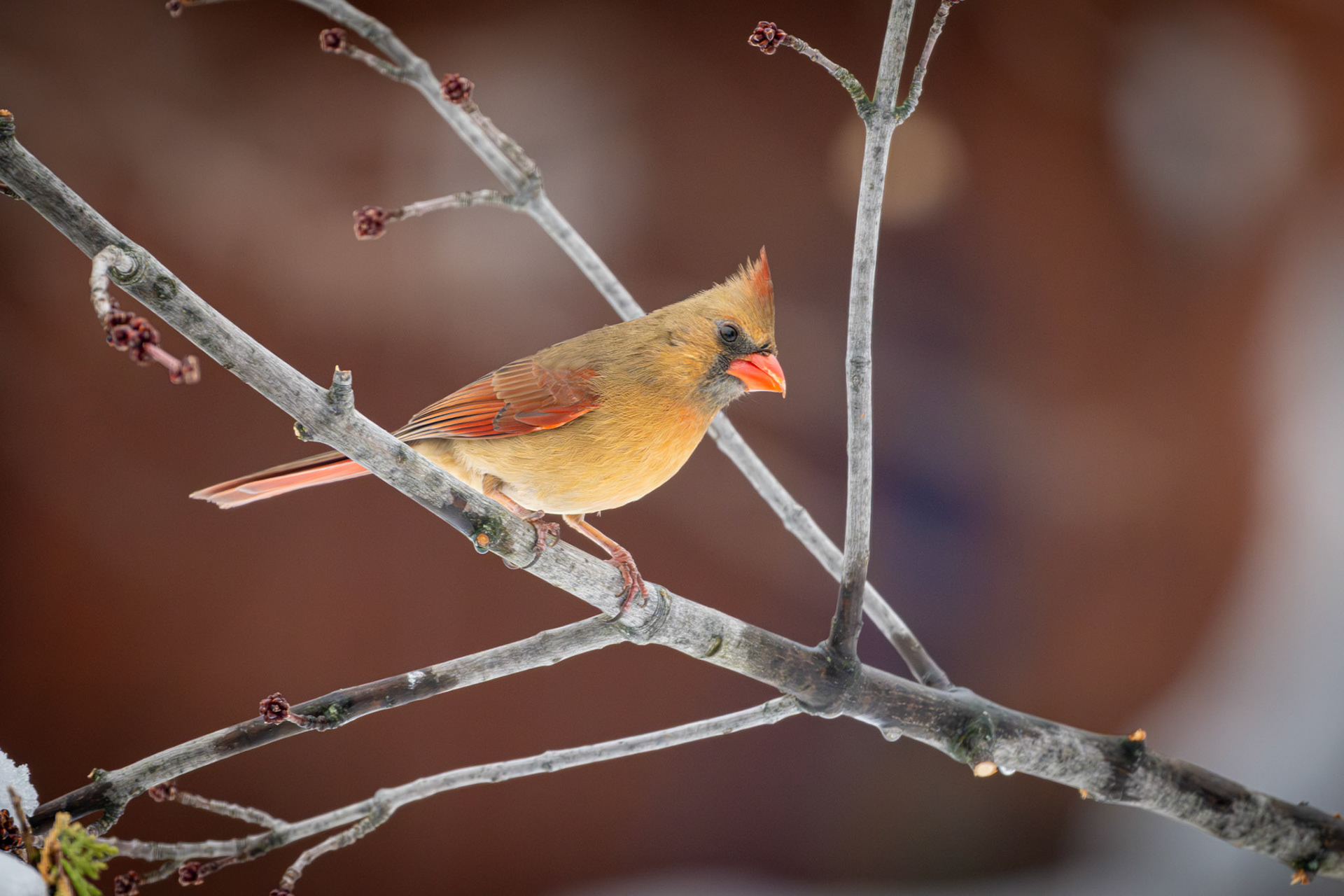 Cardinal rouge (femelle)