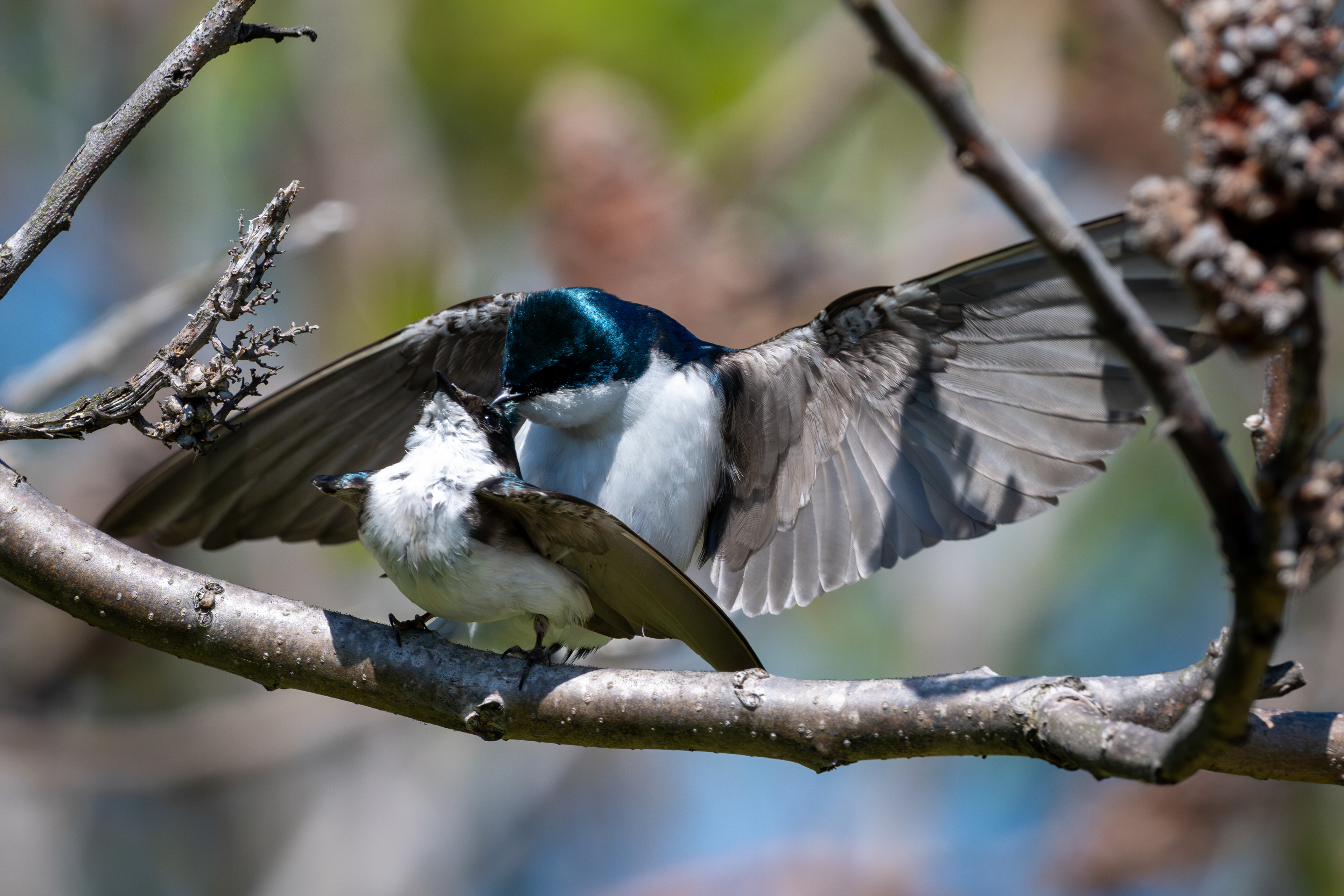 Hirondelles bicolores