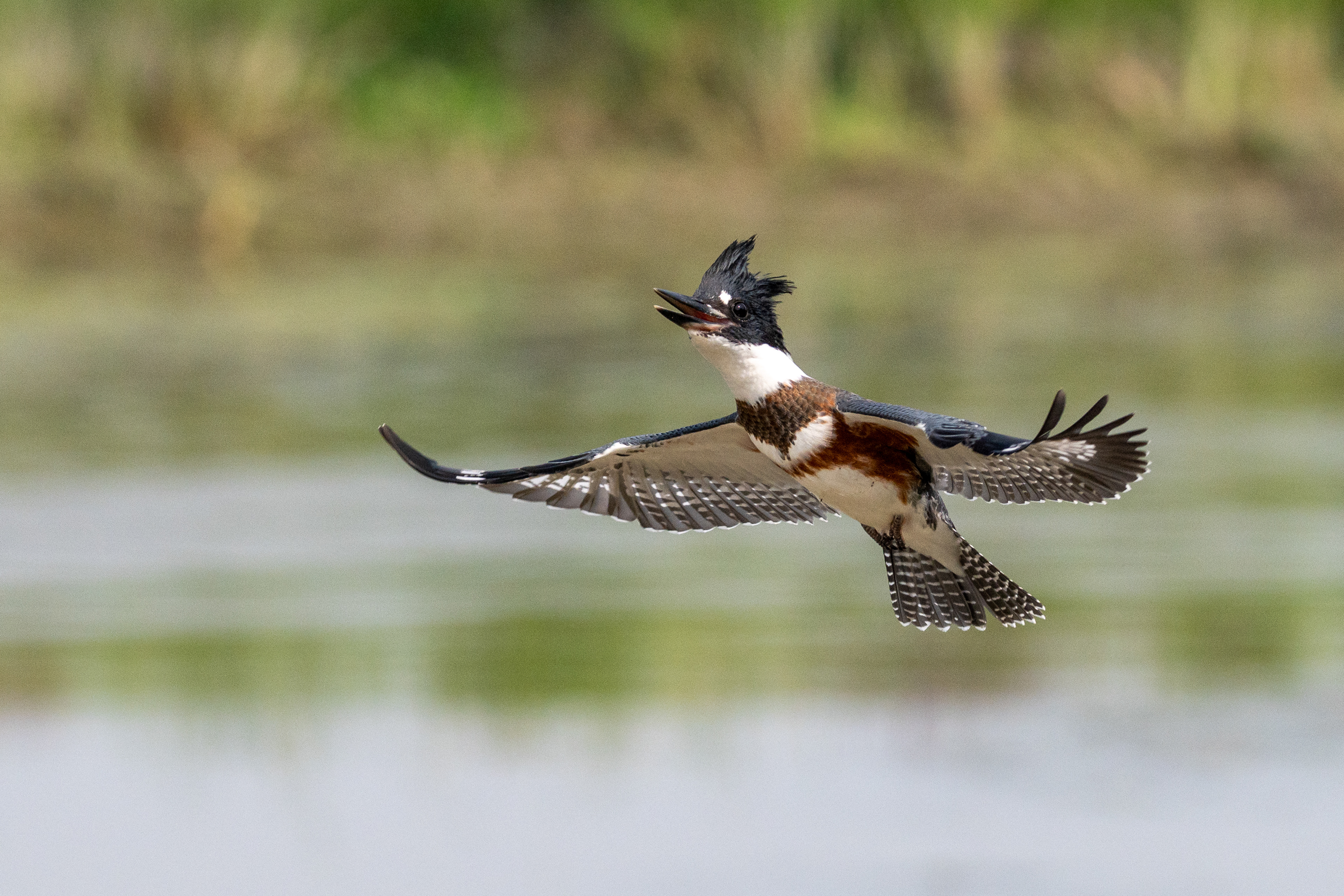 Martin-pêcheur d'Amérique