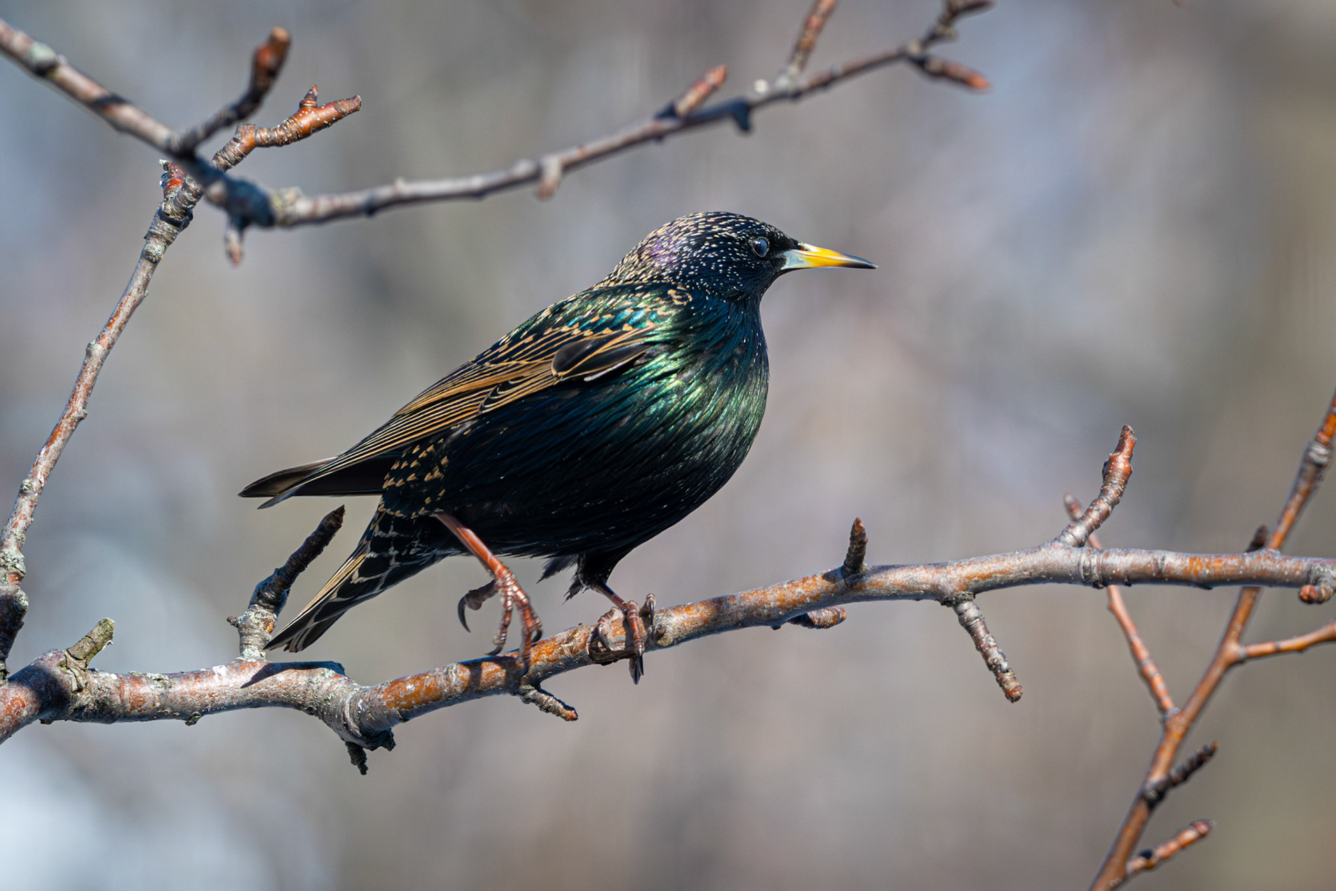 Étourneau sansonnet