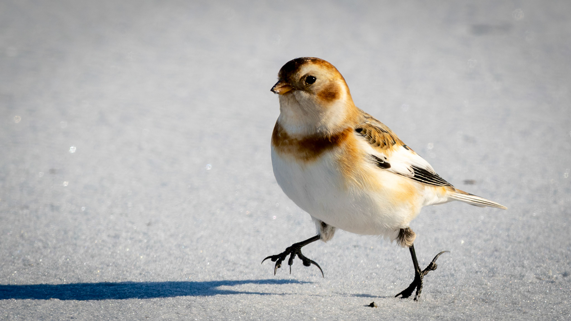 Plectrophane des neiges