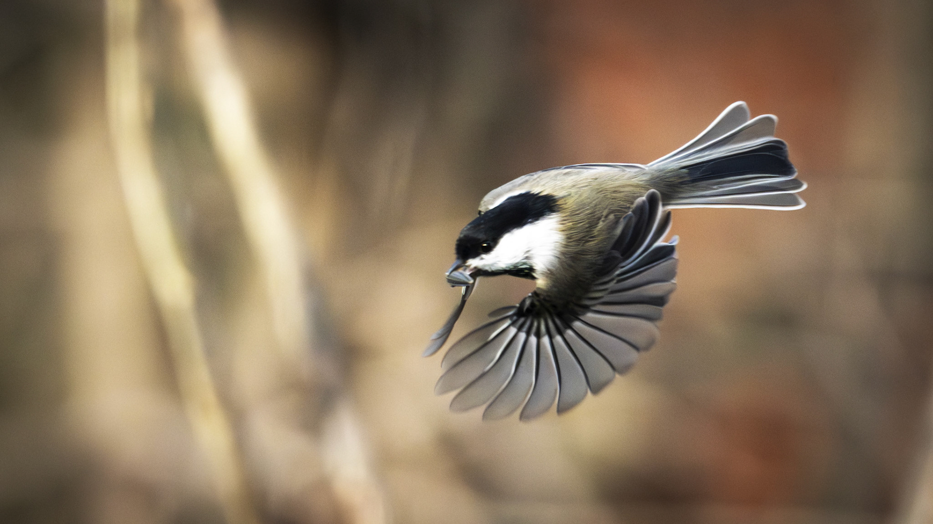 Mésange à tête noire