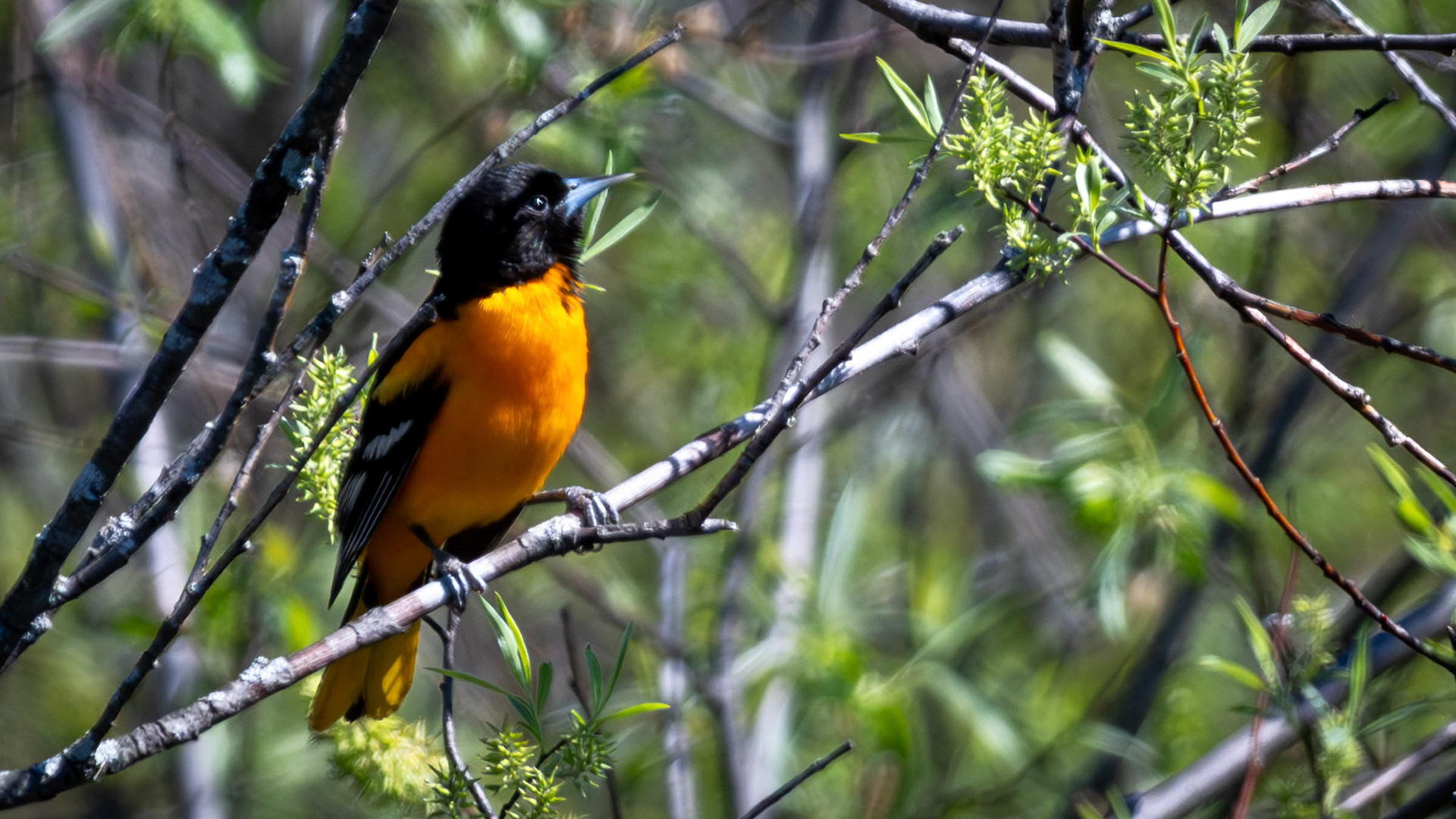 Oriole de baltimore