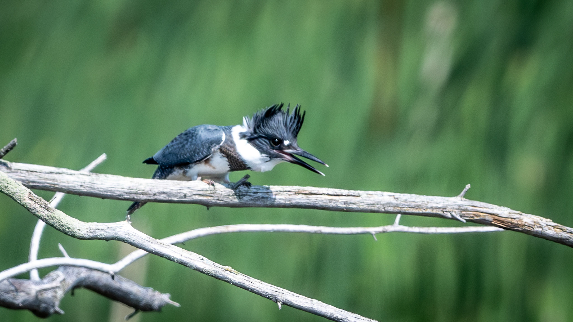 Martin-pêcheur d'Amérique