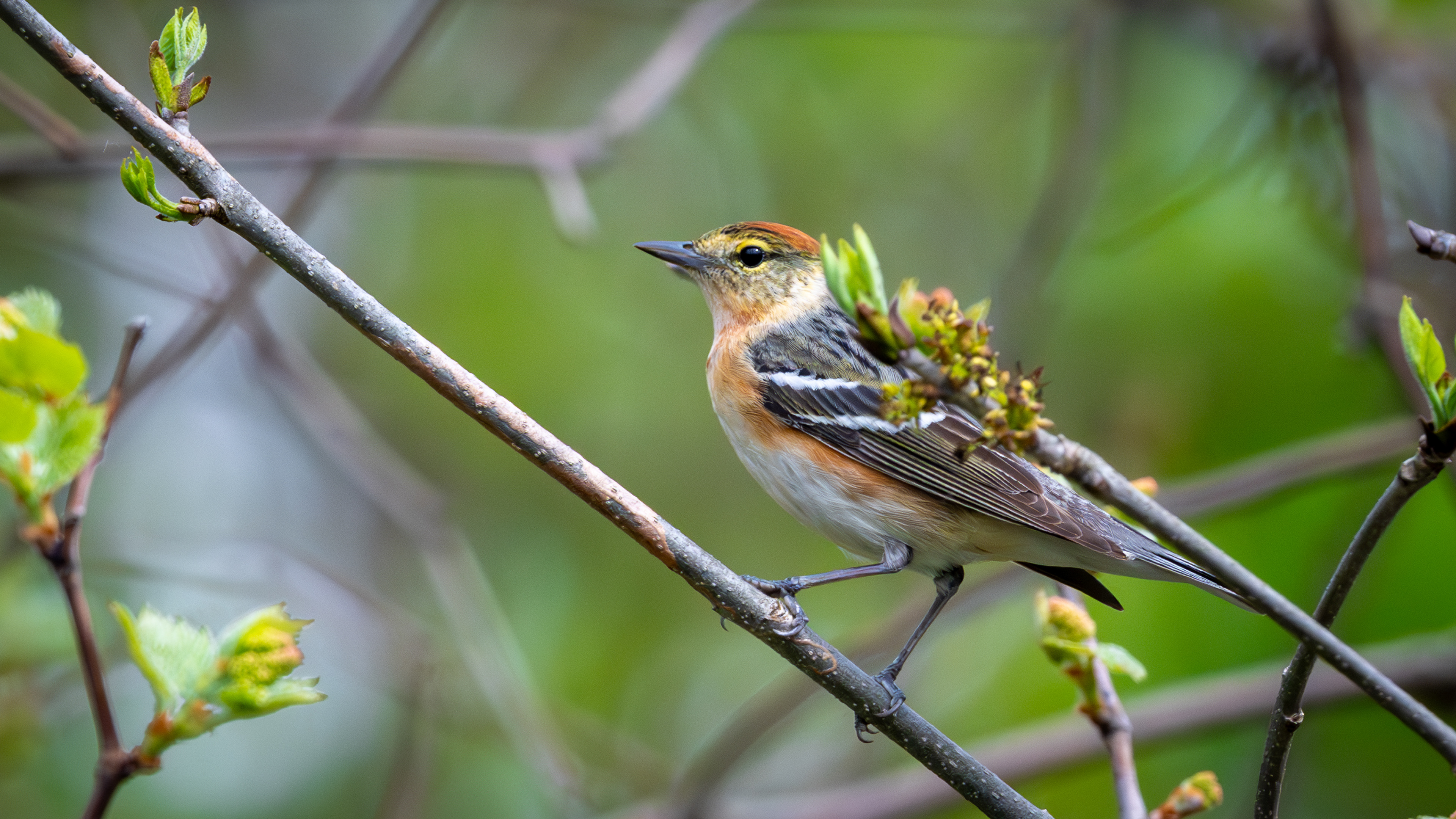Paruline à poitrine baie