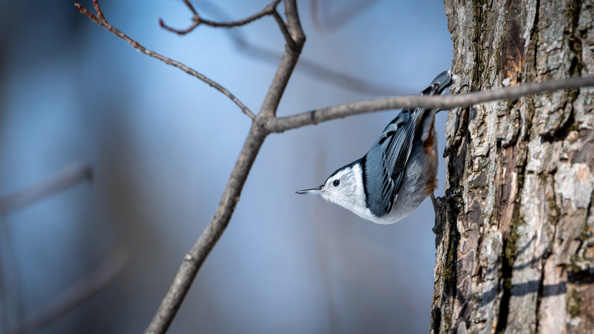 Sittelle à poitrine blanche