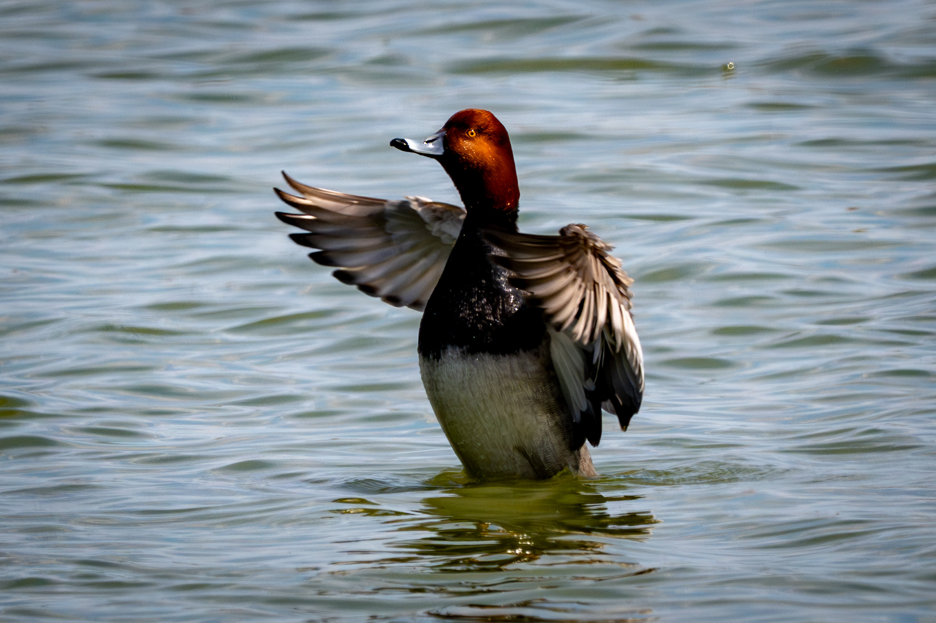Fuligule à tête rouge