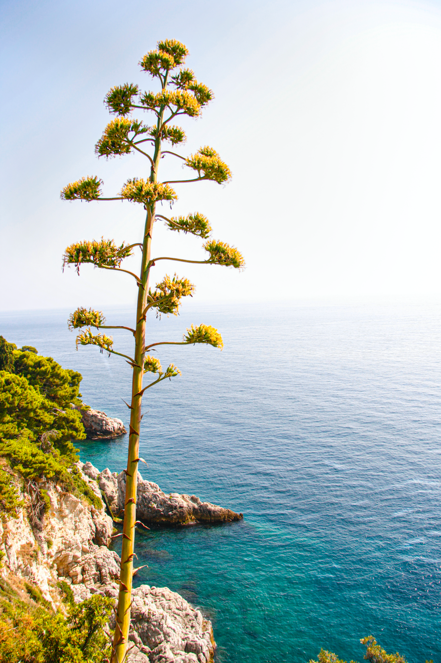 "Adriatic Edge"