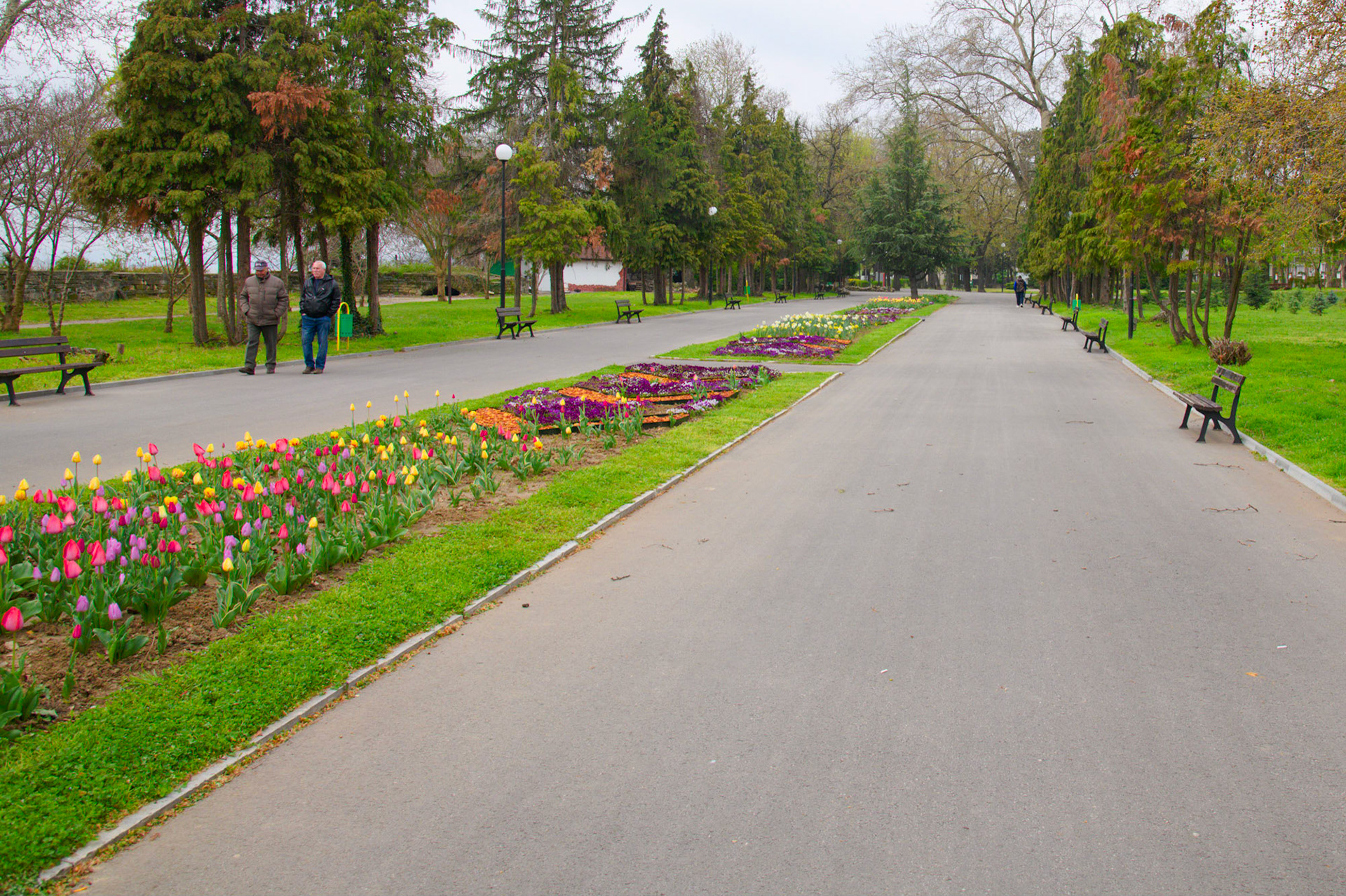 Vidin Spring Flowers
