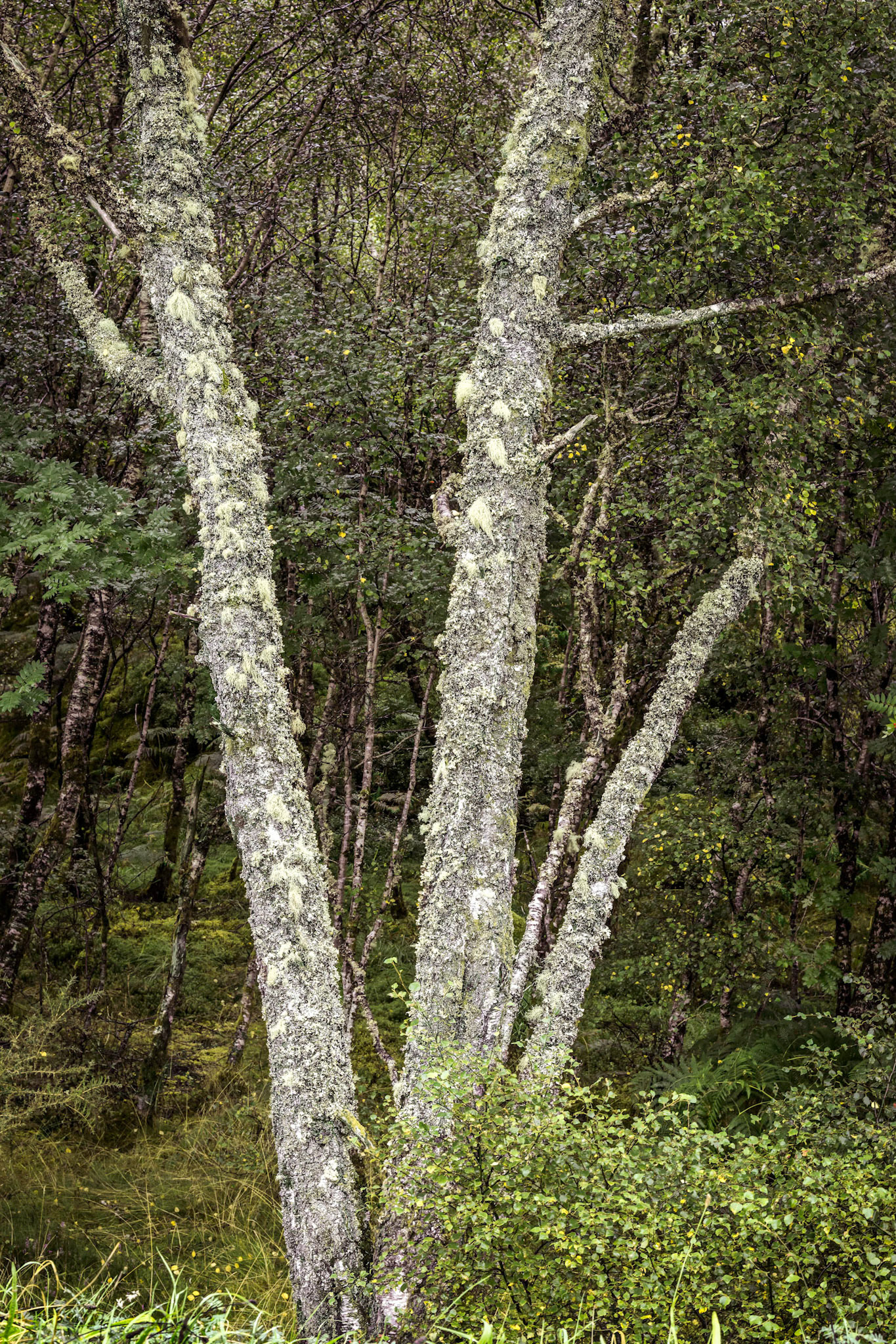 Lichens in the glen