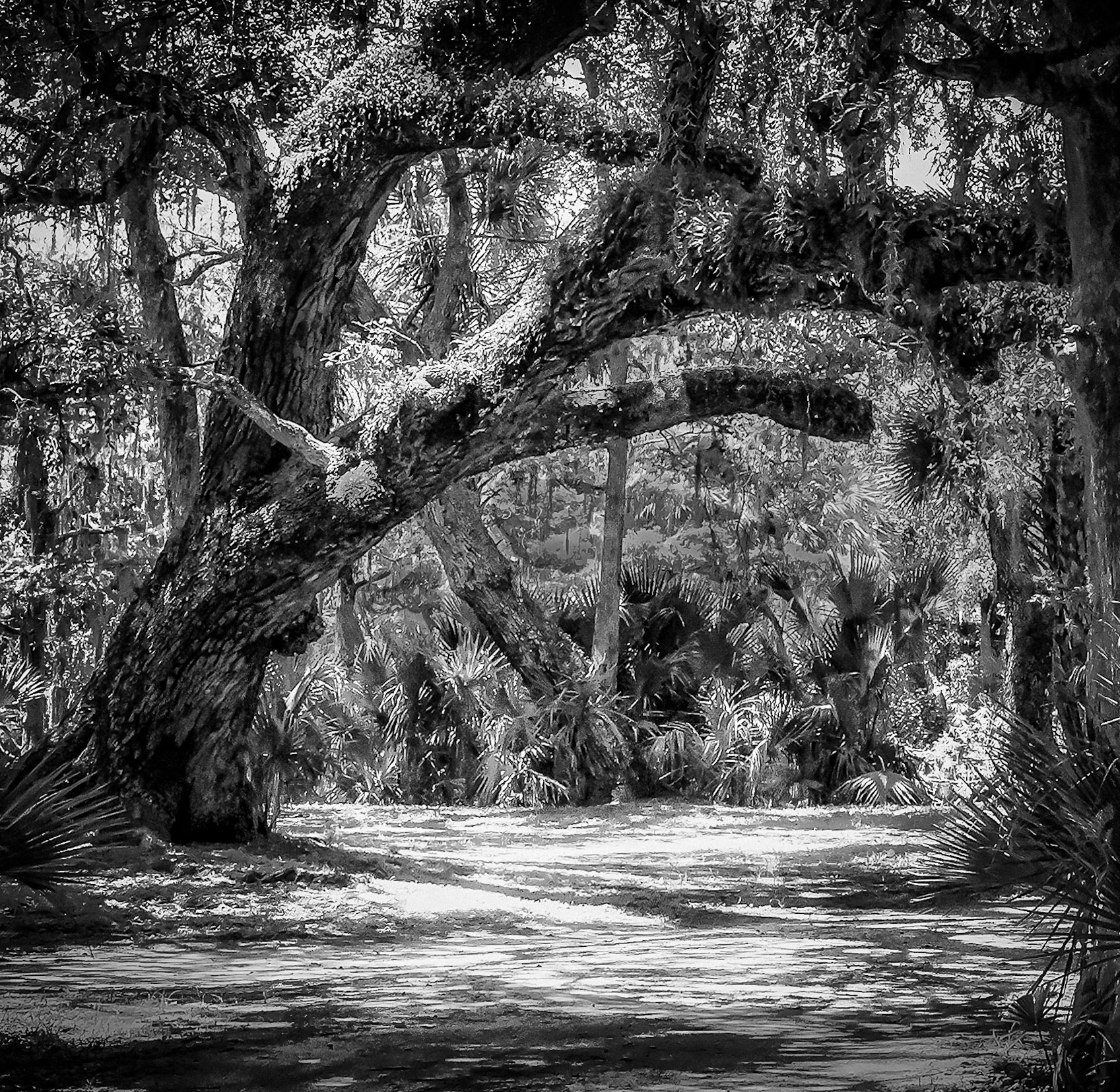 Clearing at Fisheating Creek