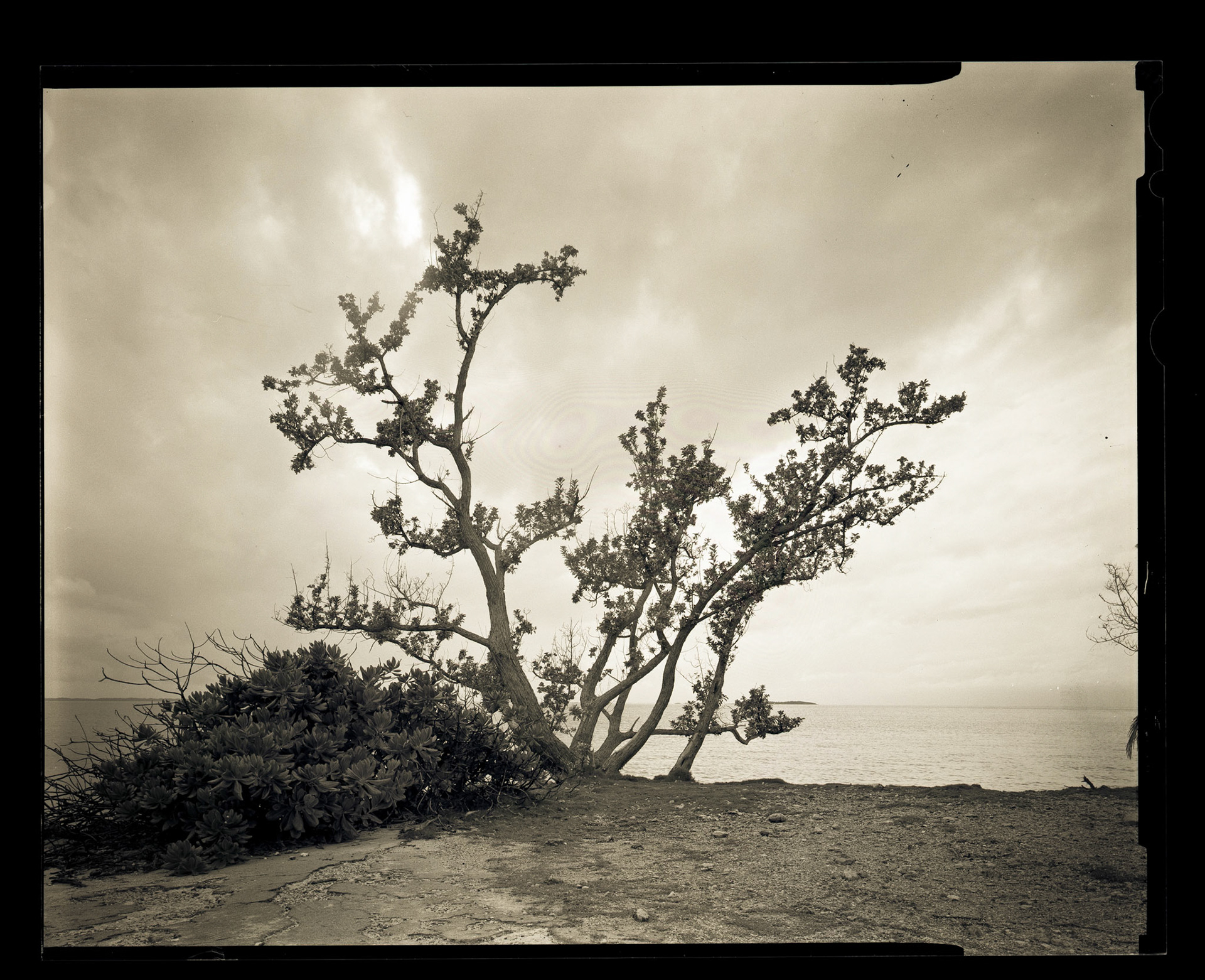 Shore Tree (Old Gov't Dock) Bahamas. 2014