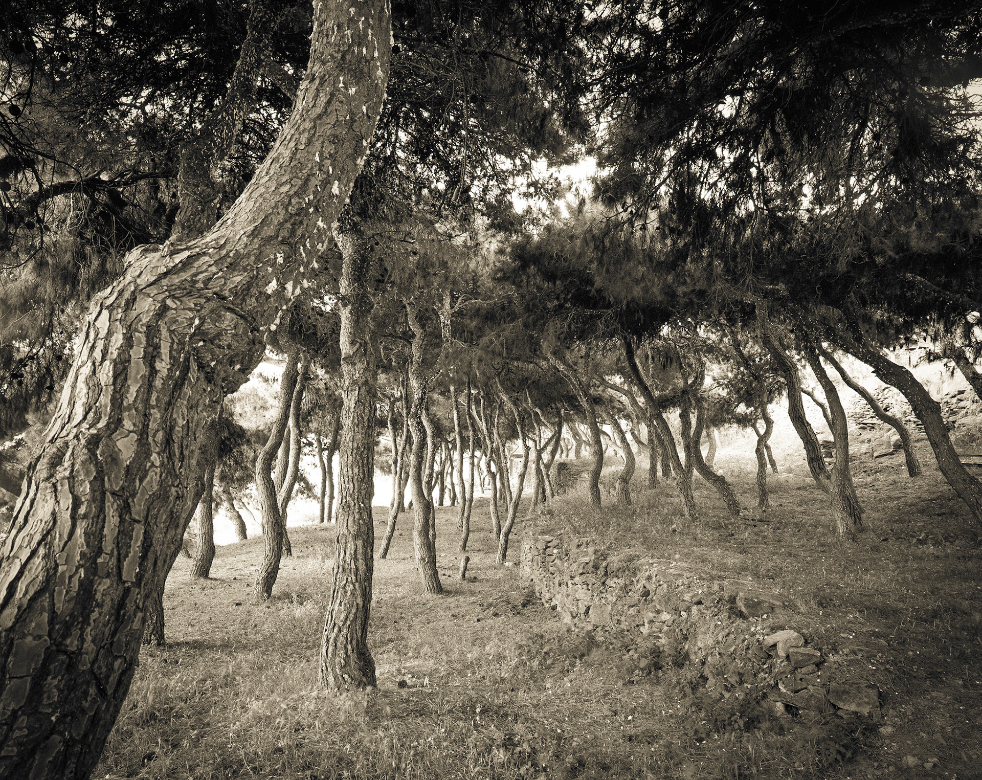 Far-off Country. Pine Grove in Agios Loukas.