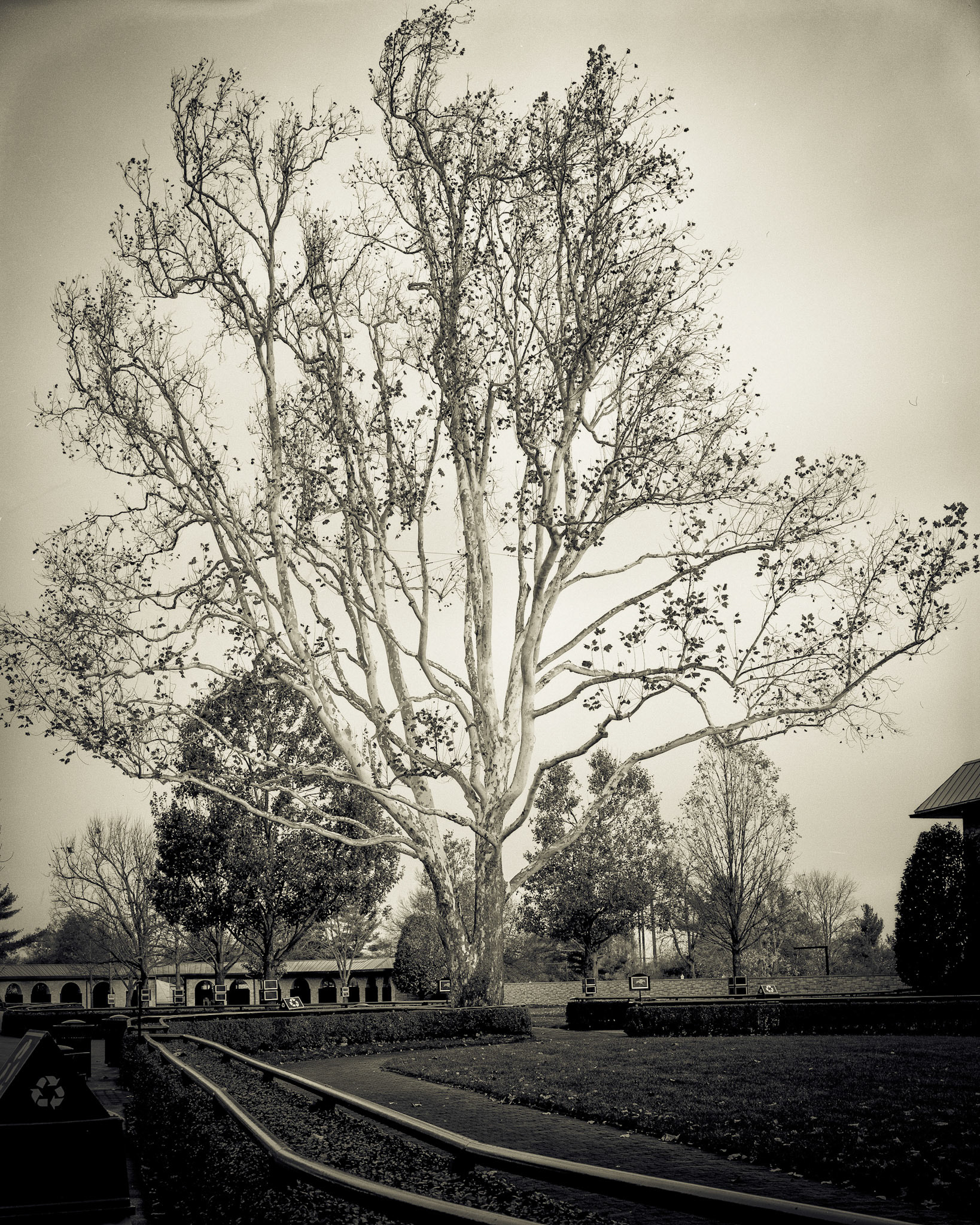 Sycamore at Keeneland