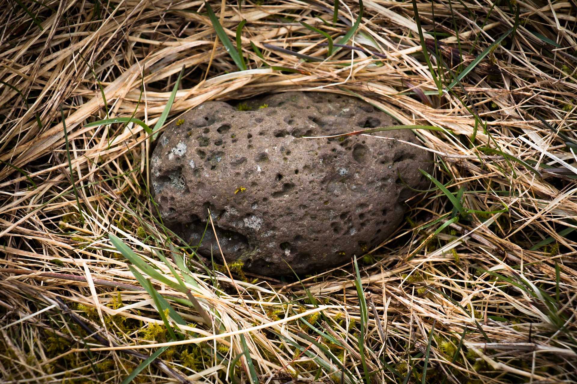 Pocked Stone Nestled in Grass. Hnjótur, Iceland. 2018