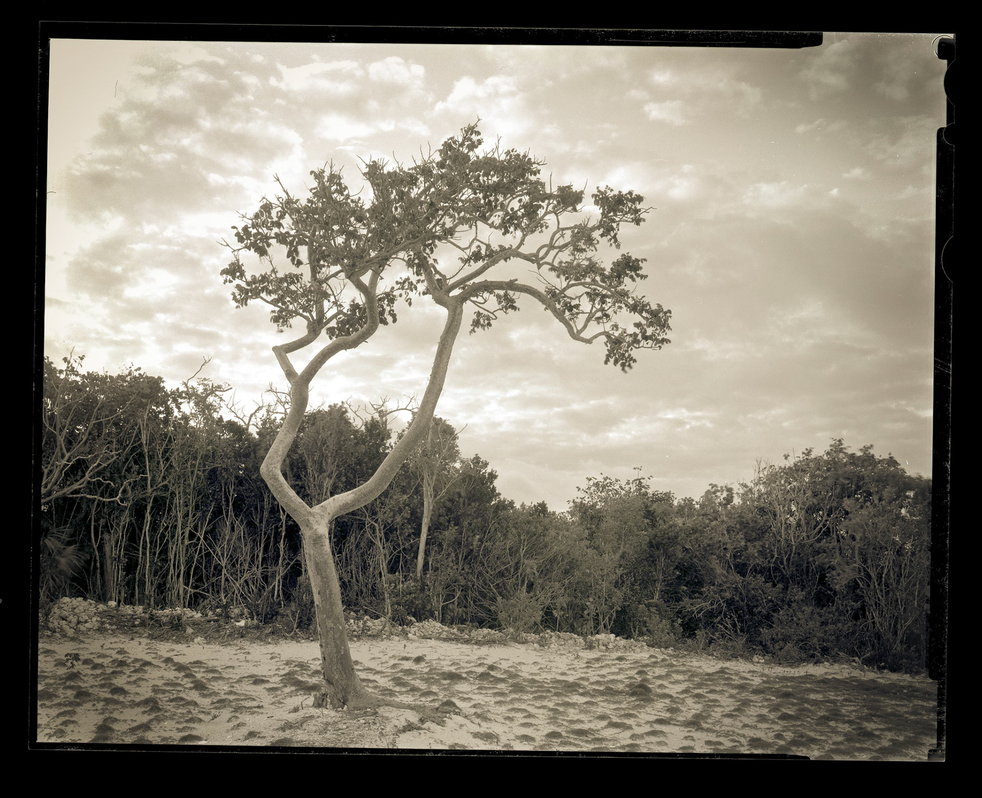 "Greek" Tree. Bahamas. 2014