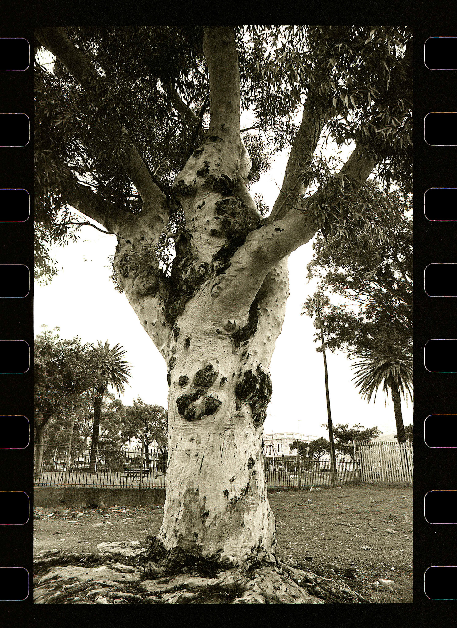 Kayamandi Eucalyptus Trunk. South Africa.