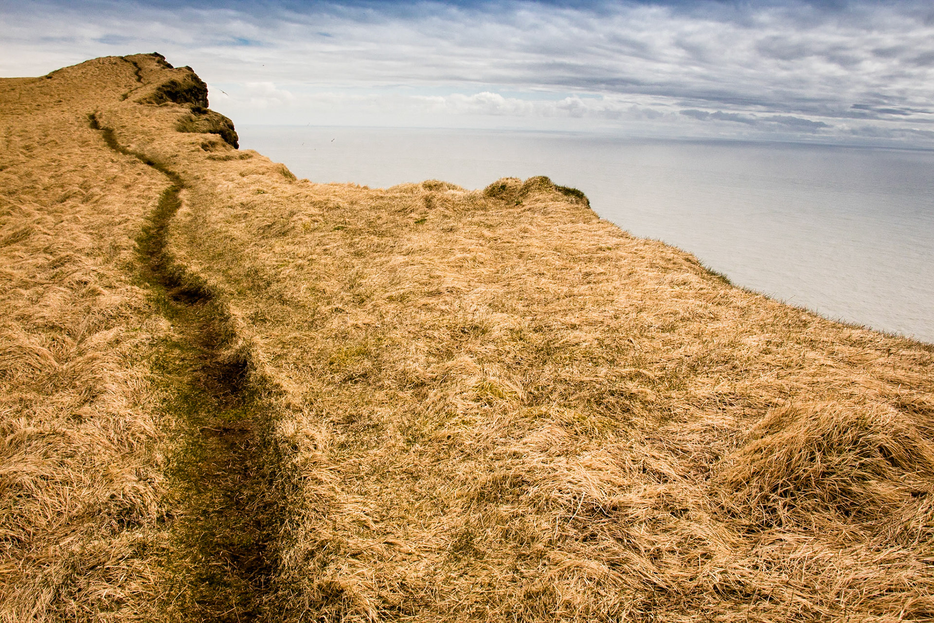 Trail through Grass. Látrabjarg Cliffs. Iceland 2018