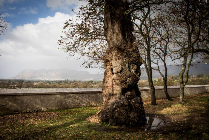 Groot Constantia vineyards