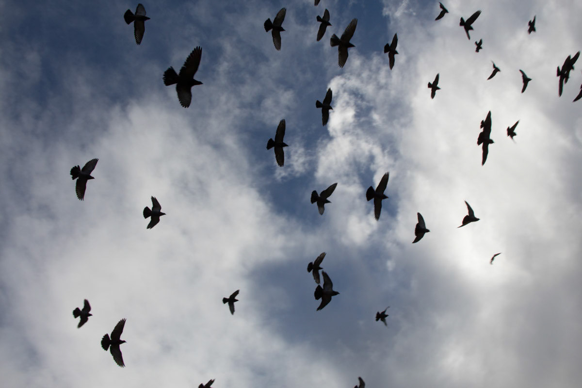 Birds and Sky. Cape Town