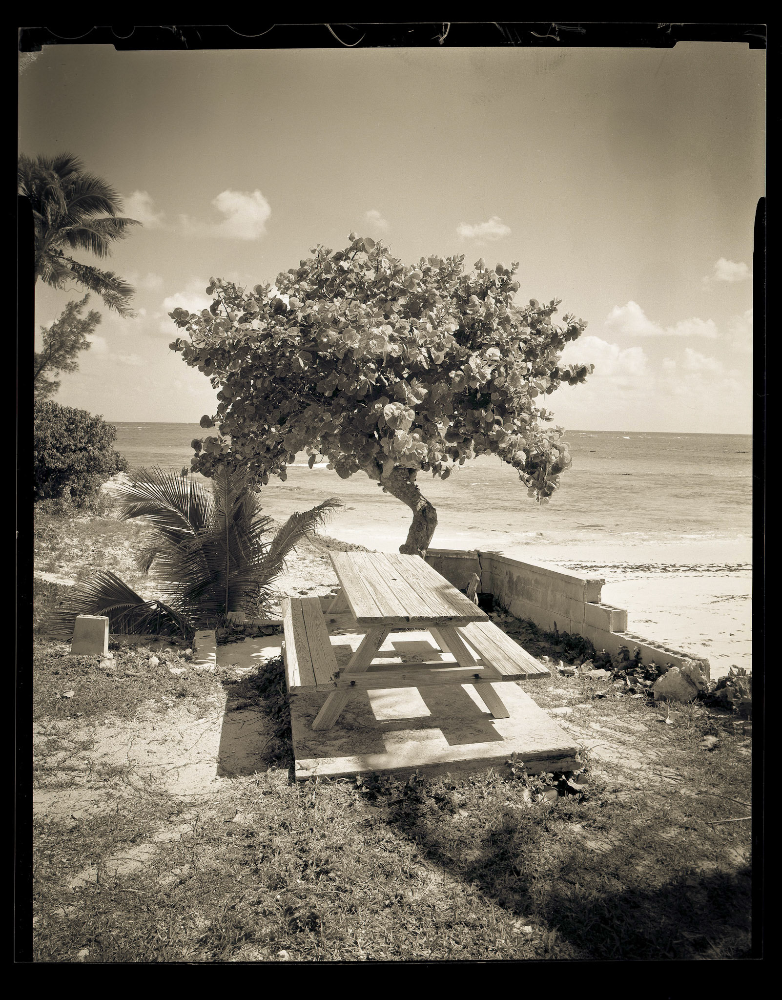 Hopetown Tree. Bahamas. 2014