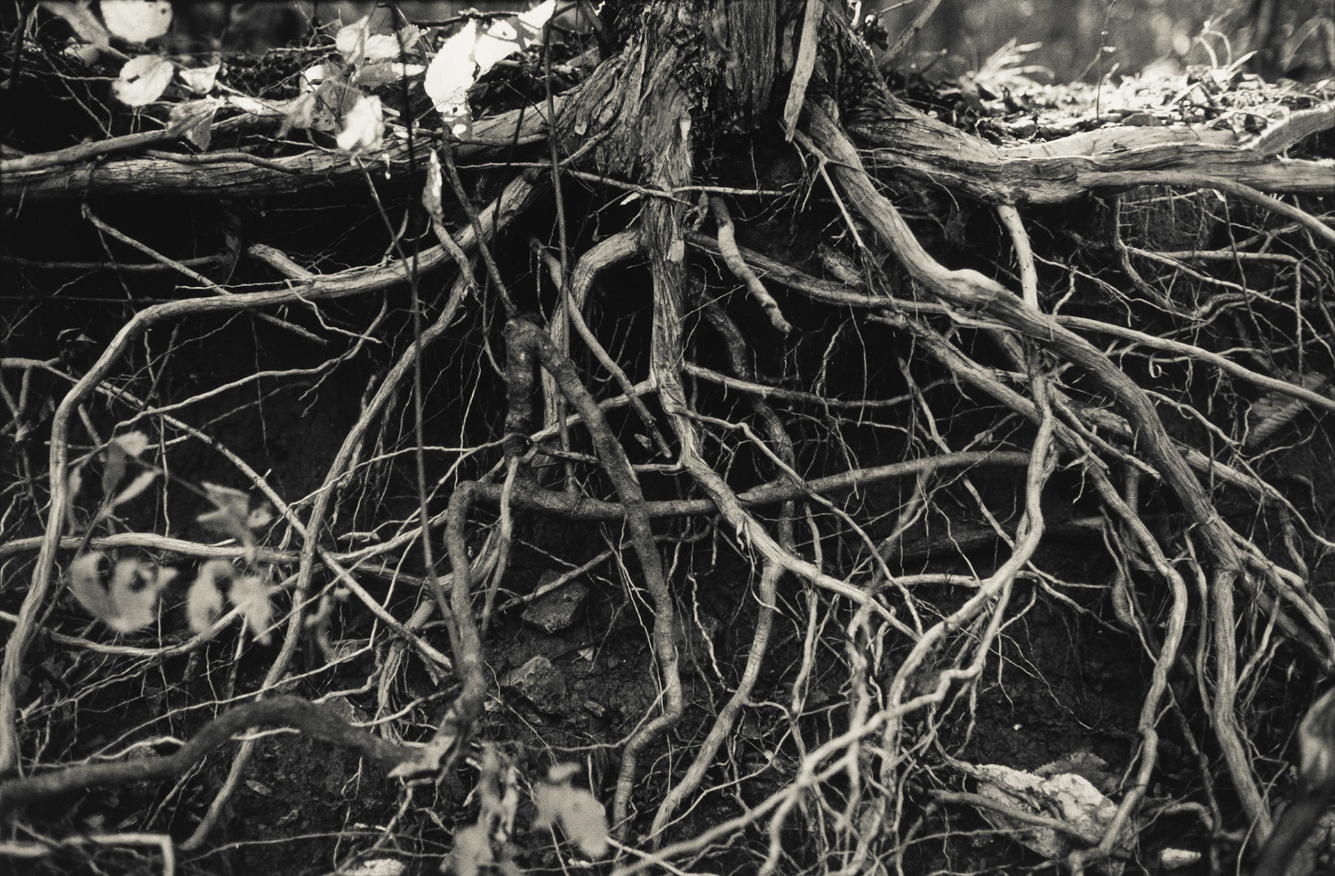 Eradicated Lineage. Mercer County, Kentucky.