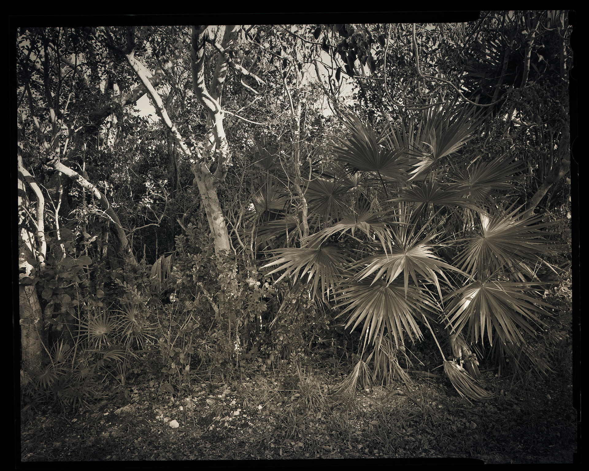 The Nature of Memory. Bahamas. 2014