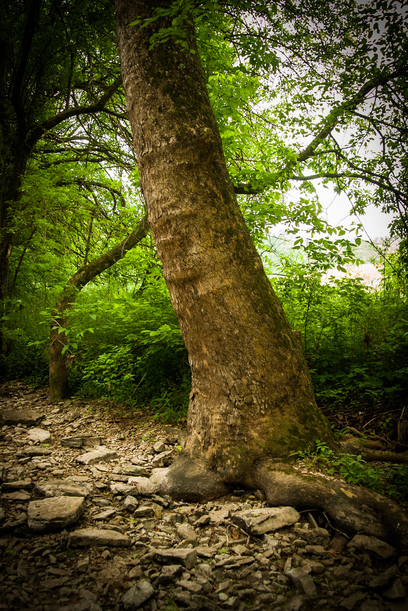 Shawnee Run Dry Creek. Mercer County, Kentucky.