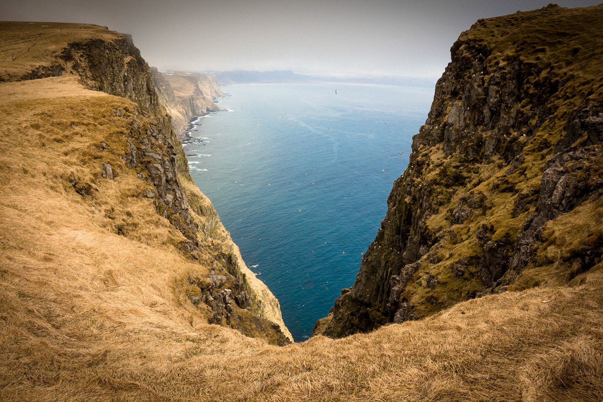 The Bird Sanctuary. Látrabjarg Cliffs. Iceland 2018