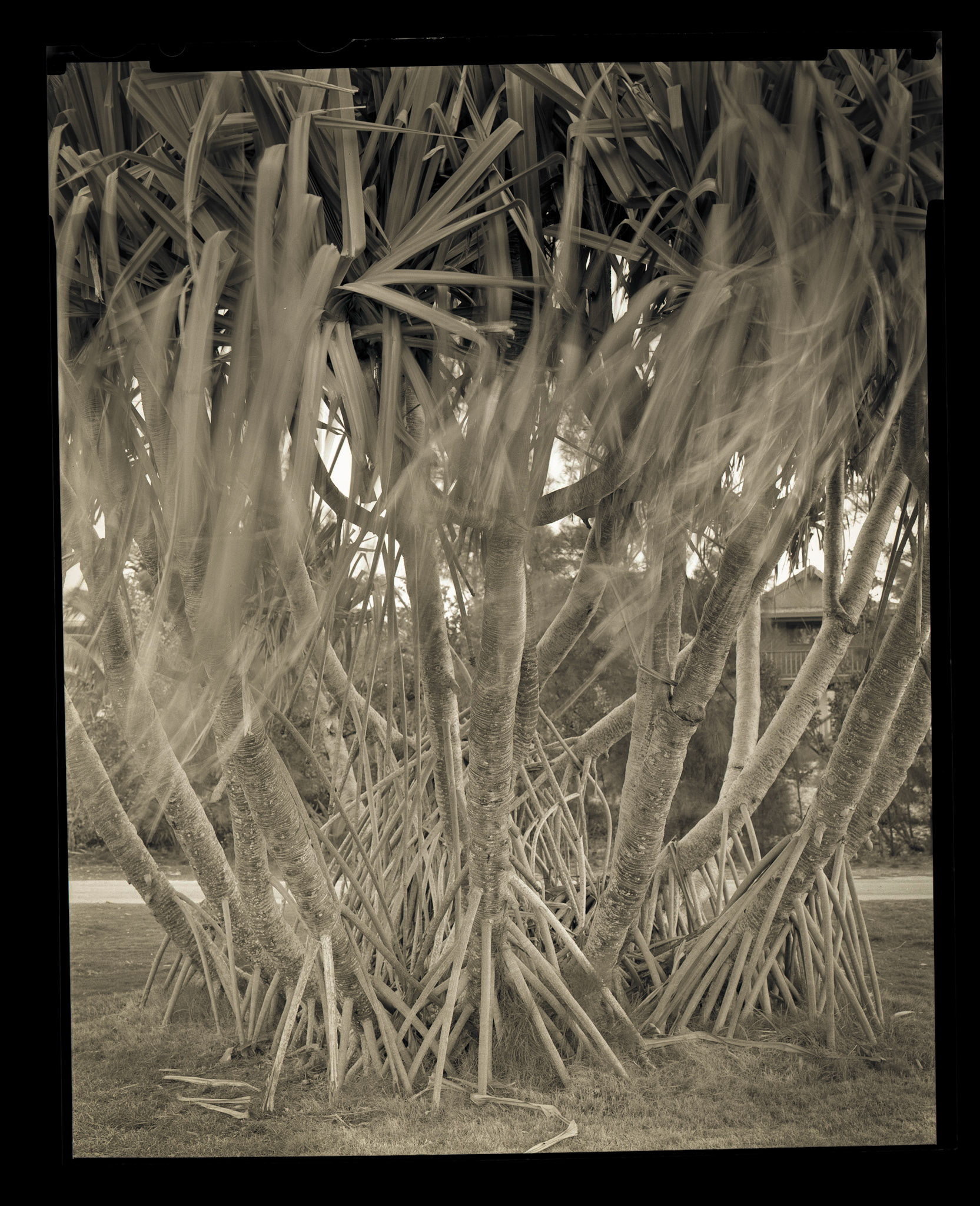 Mangroves in Motion. Bahamas. 2014