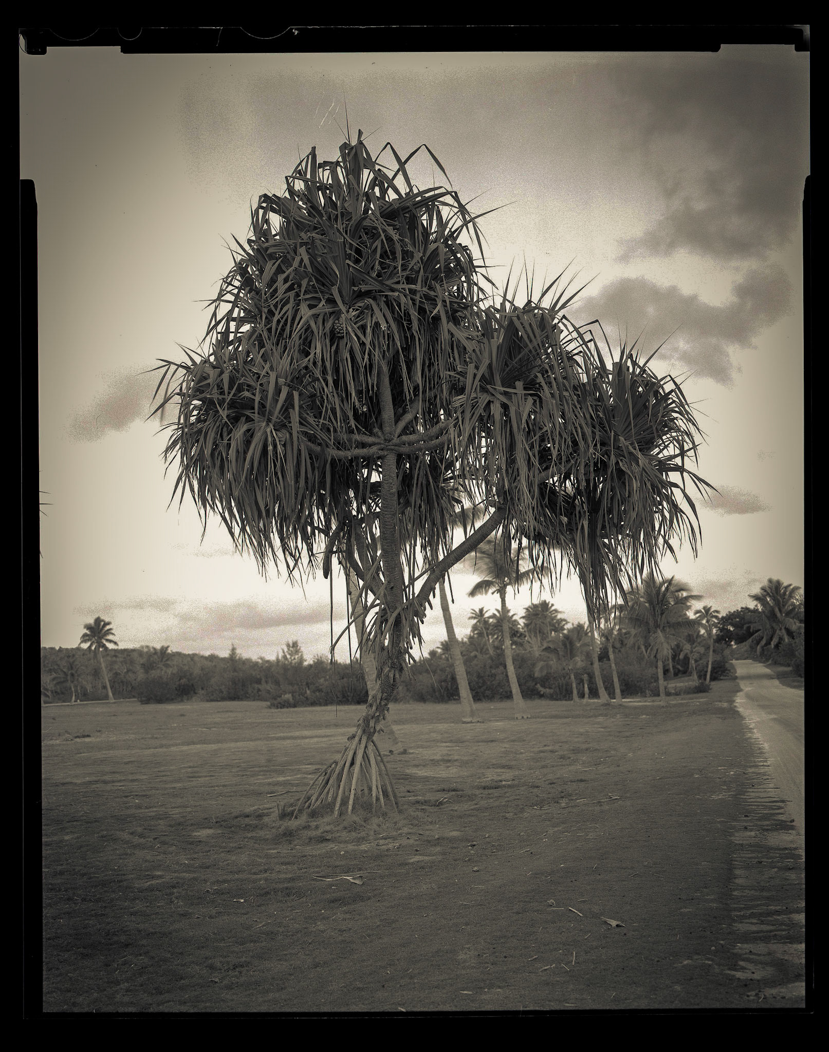 Mangroves. Bahamas. 2014