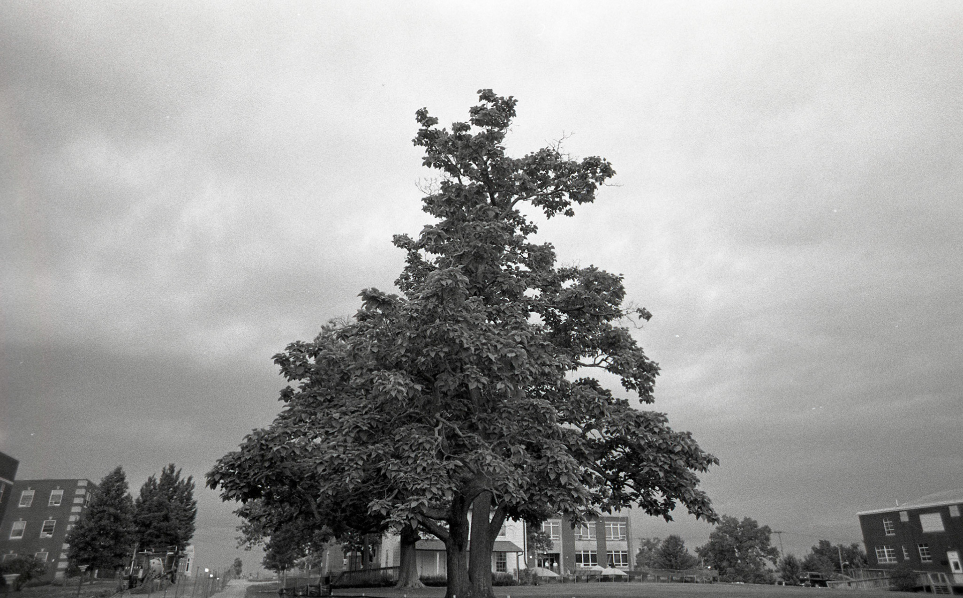 Catalpa Tree. Asbury University. Wilmore, KY. USA