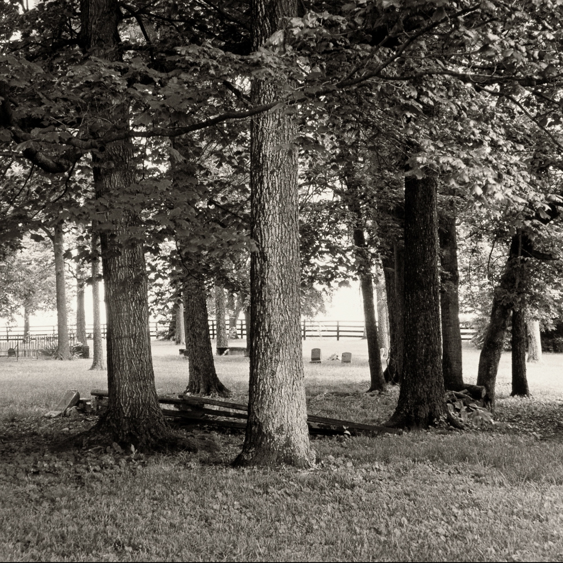 Sacred Spaces: Cane Ridge: Trees | Paris, Bourbon County, KY.